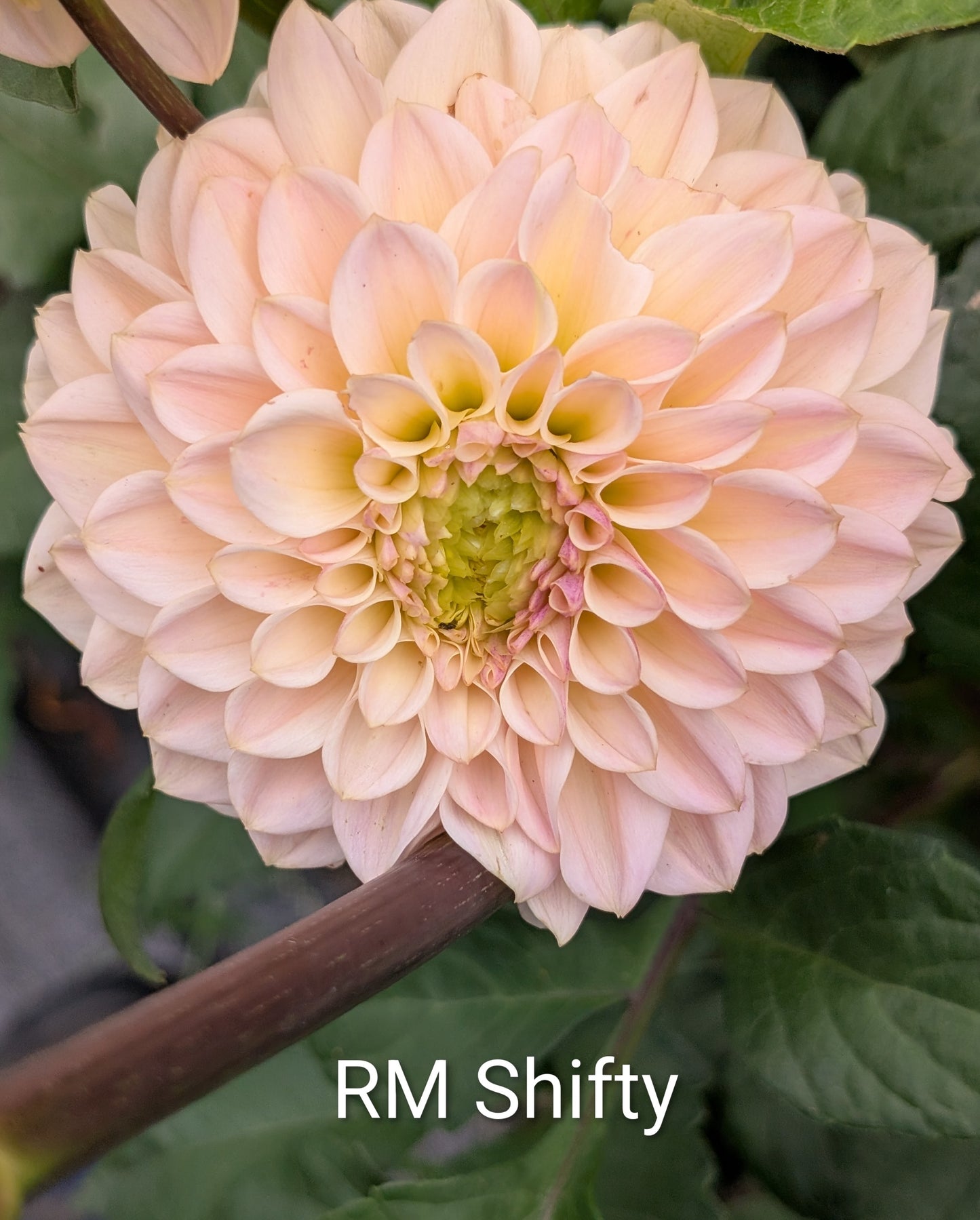 RM Shifty dahlia tuber