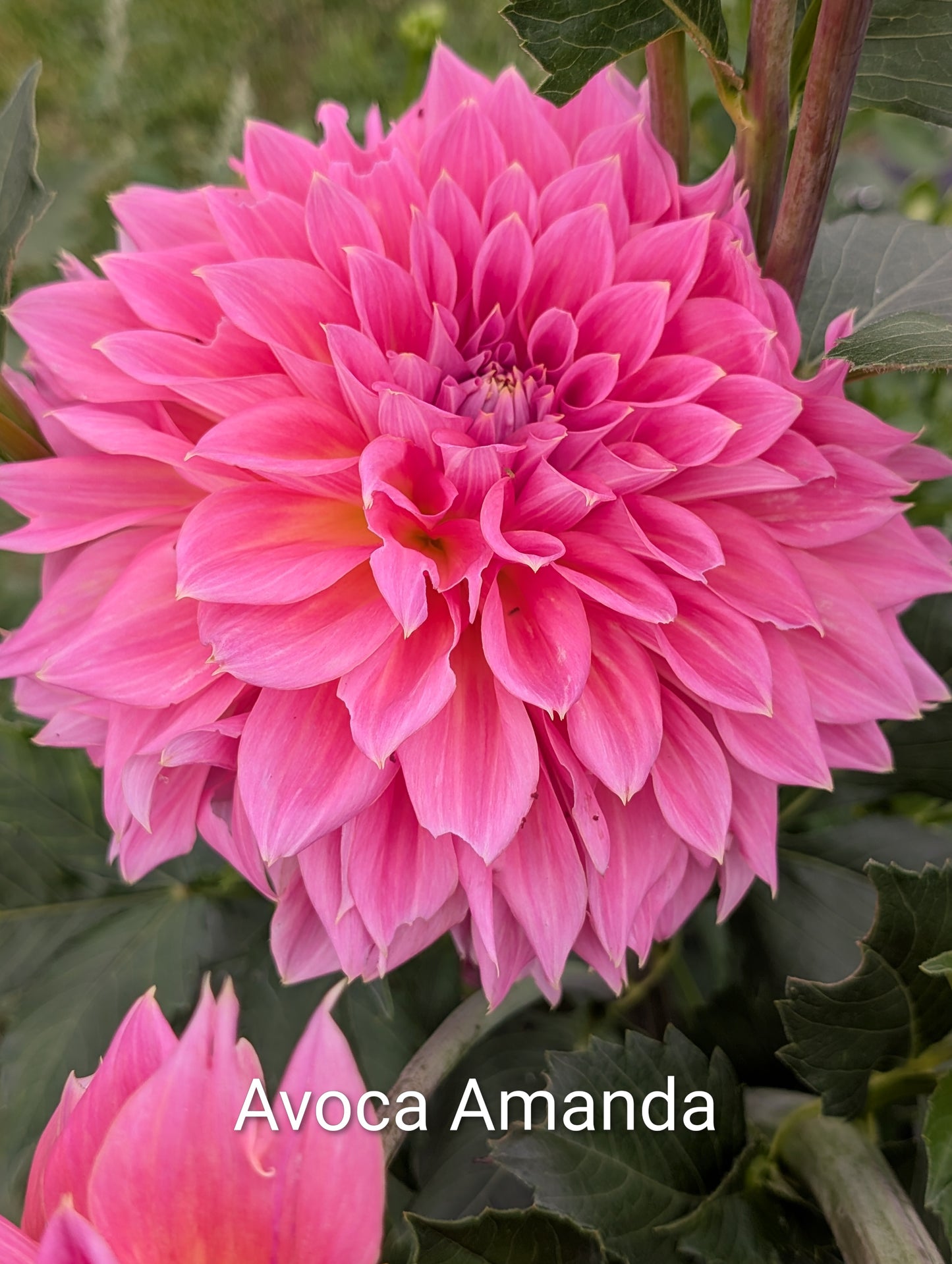 Avoca Amanda dahlia tuber