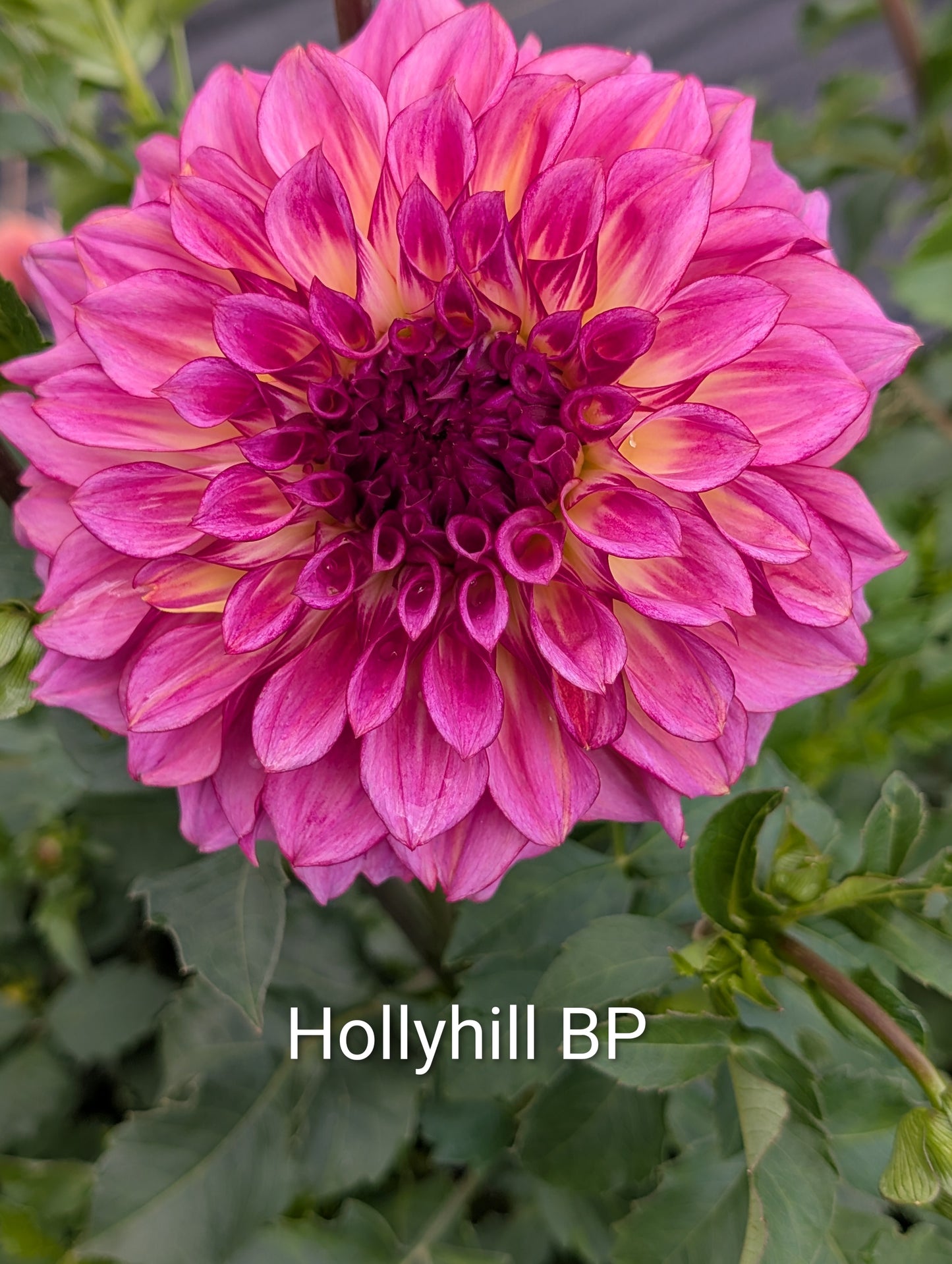 Hollyhill BP dahlia tuber