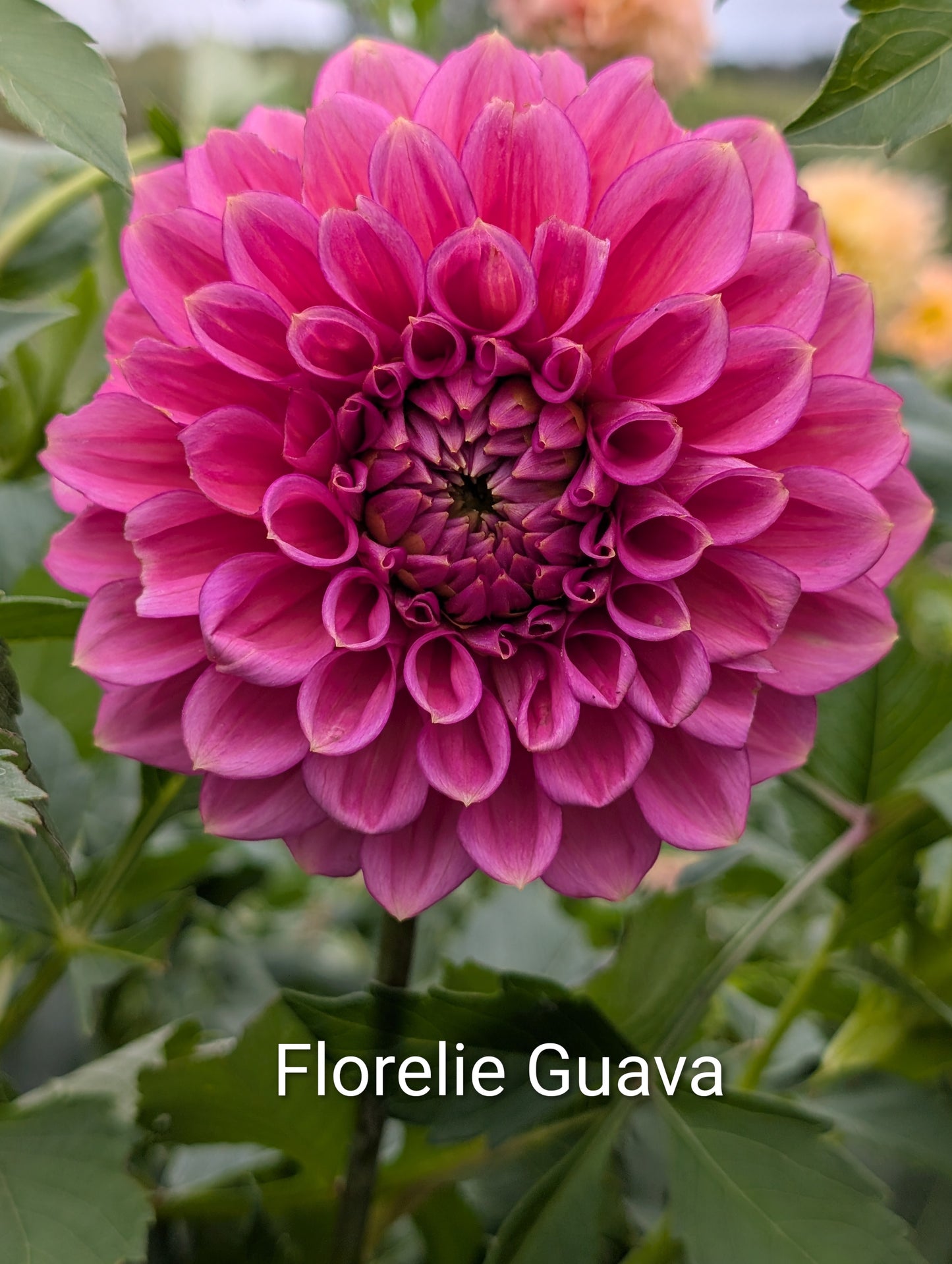 Florelie Guava dahlia tuber