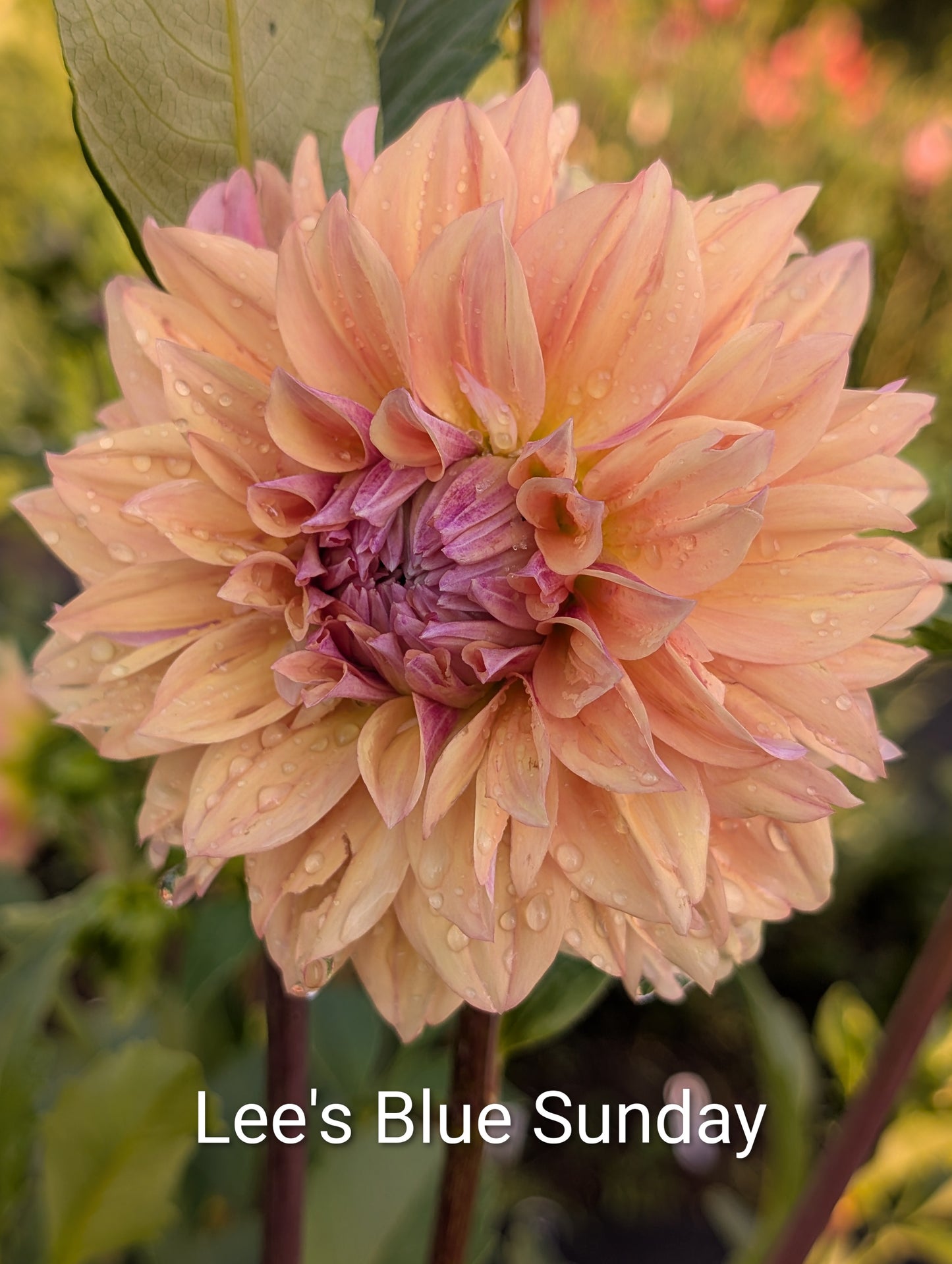 Lee's Blue Sunday dahlia tuber