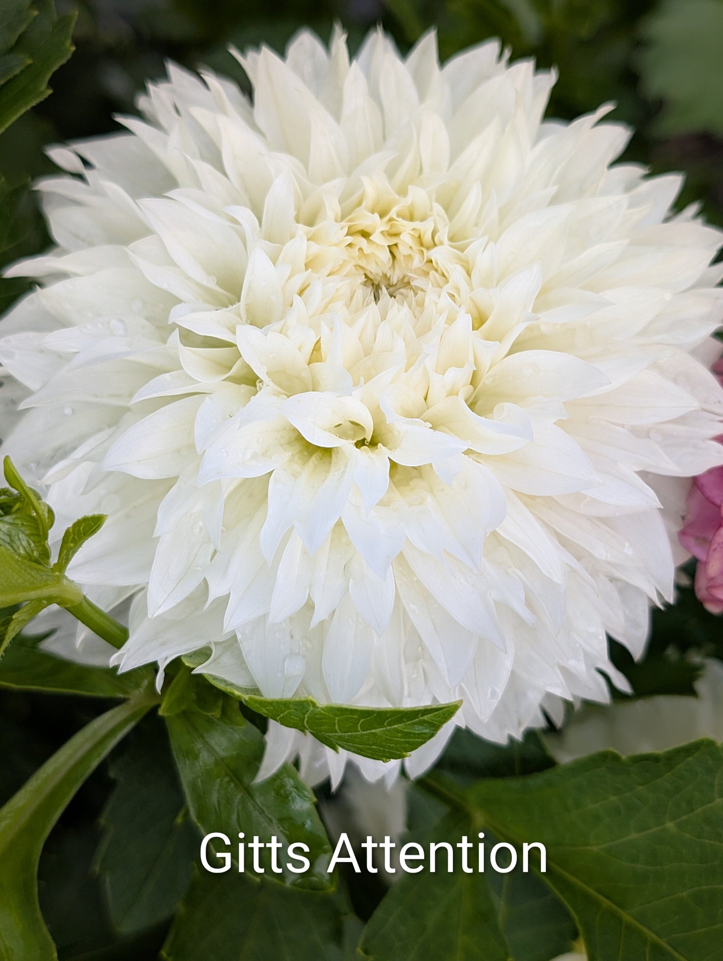 Gitts Attention dahlia tuber