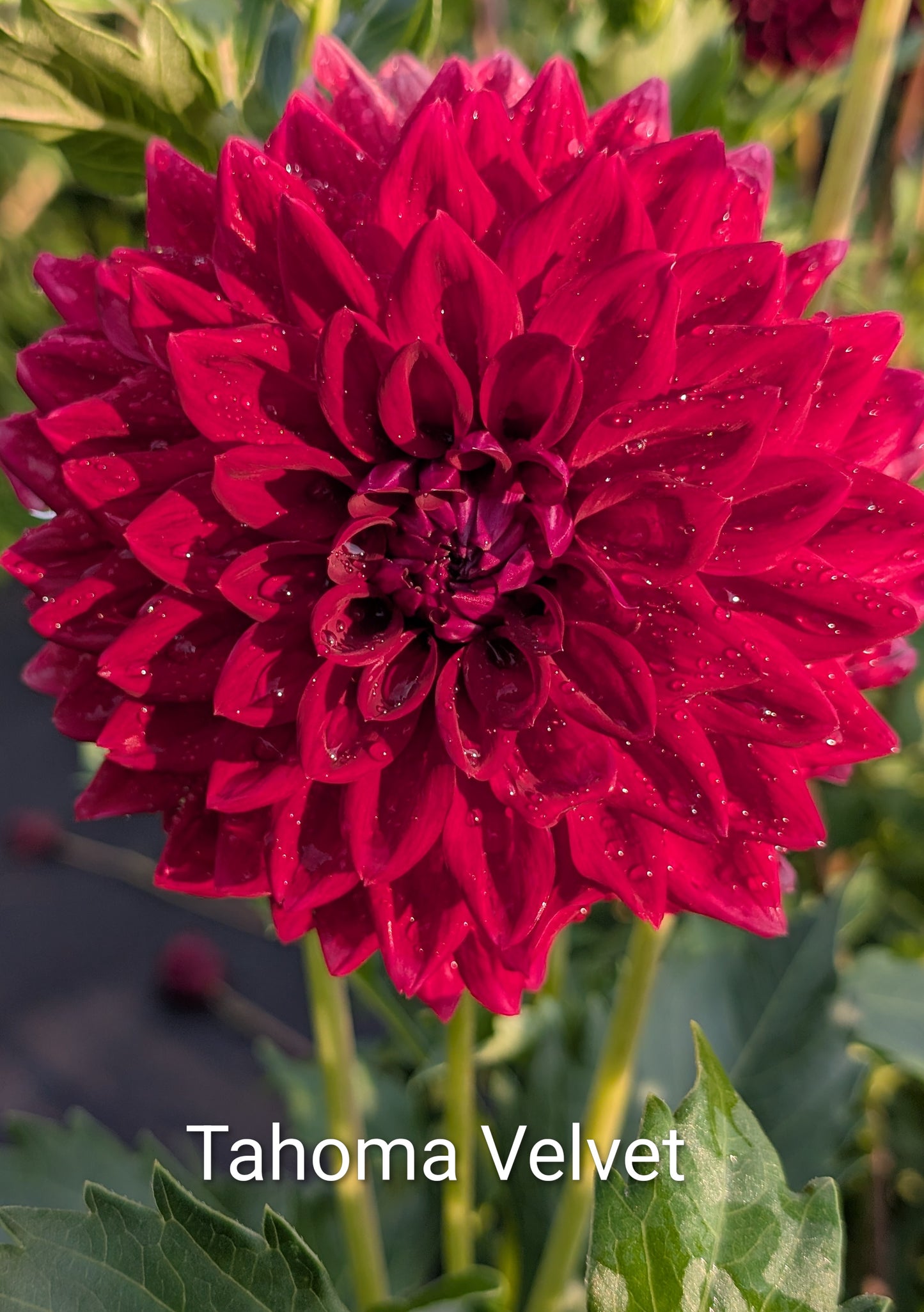 Tahoma Velvet dahlia tuber