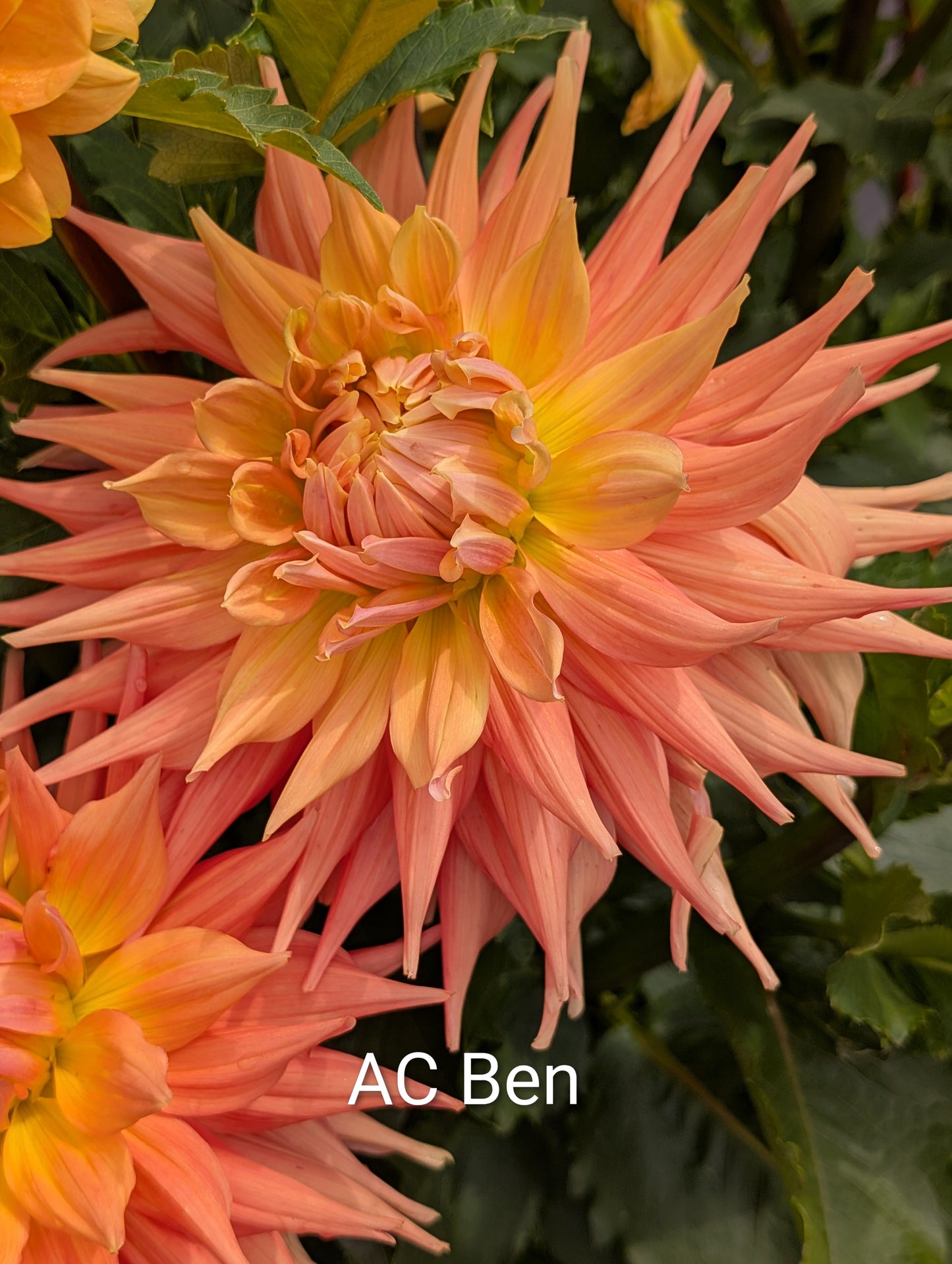 AC Ben dahlia tuber