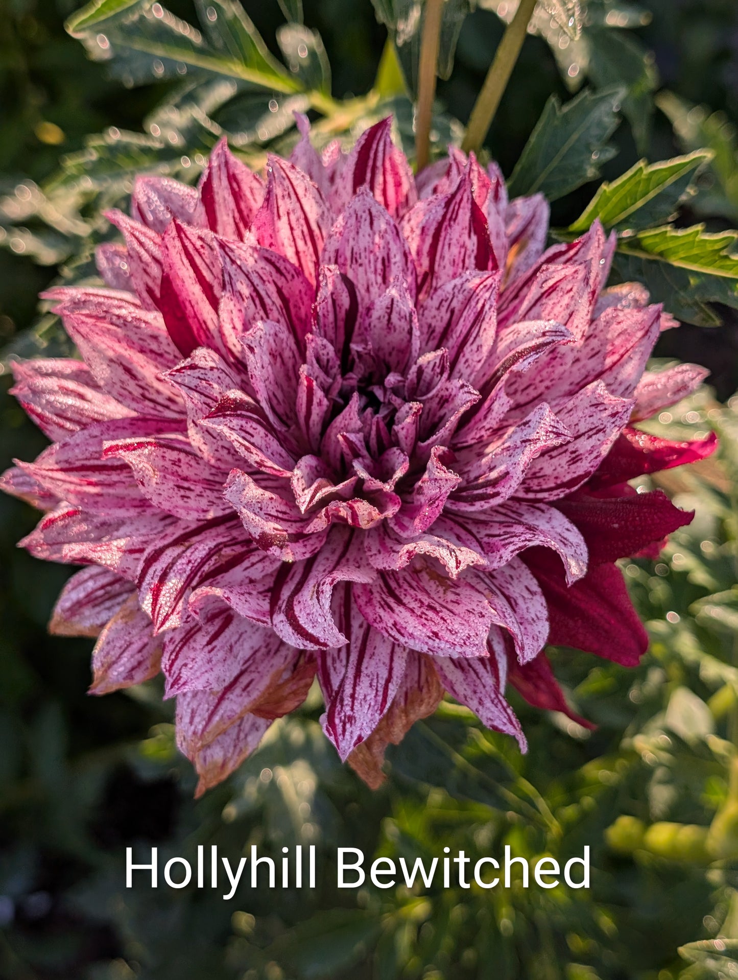 Hollyhill Bewitched dahlia tuber