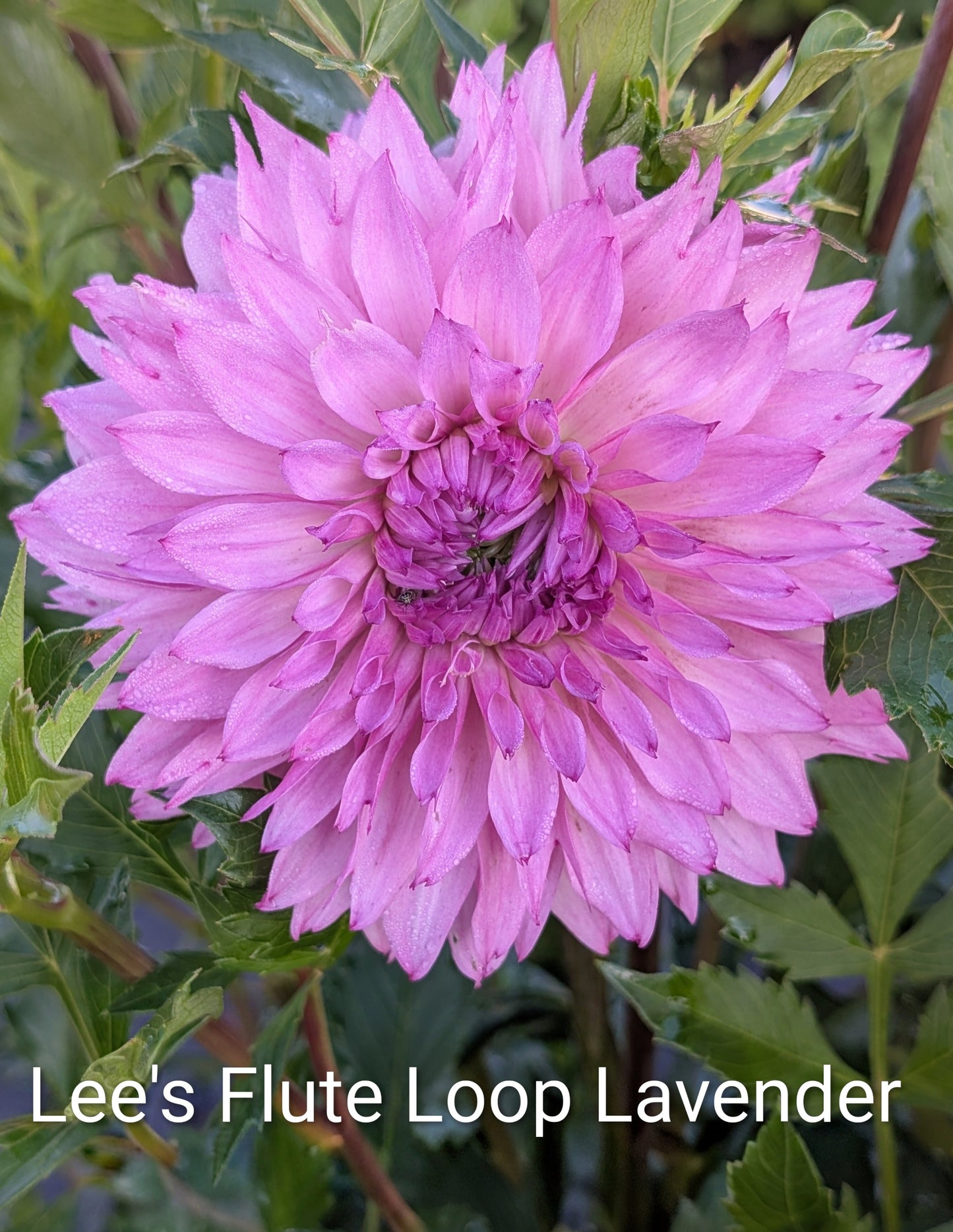 Lee's Flute Loop Lavender dahlia tuber