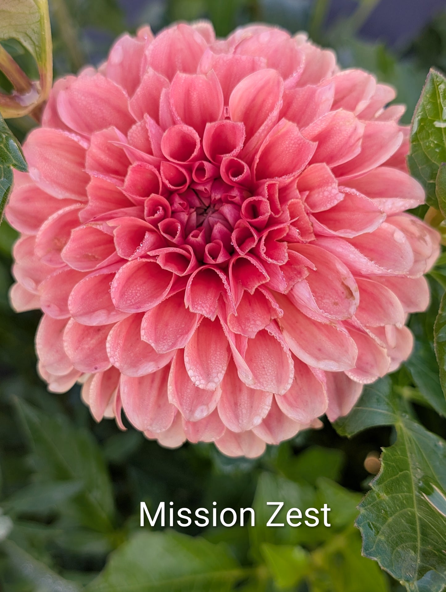 Mission Zest dahlia tuber