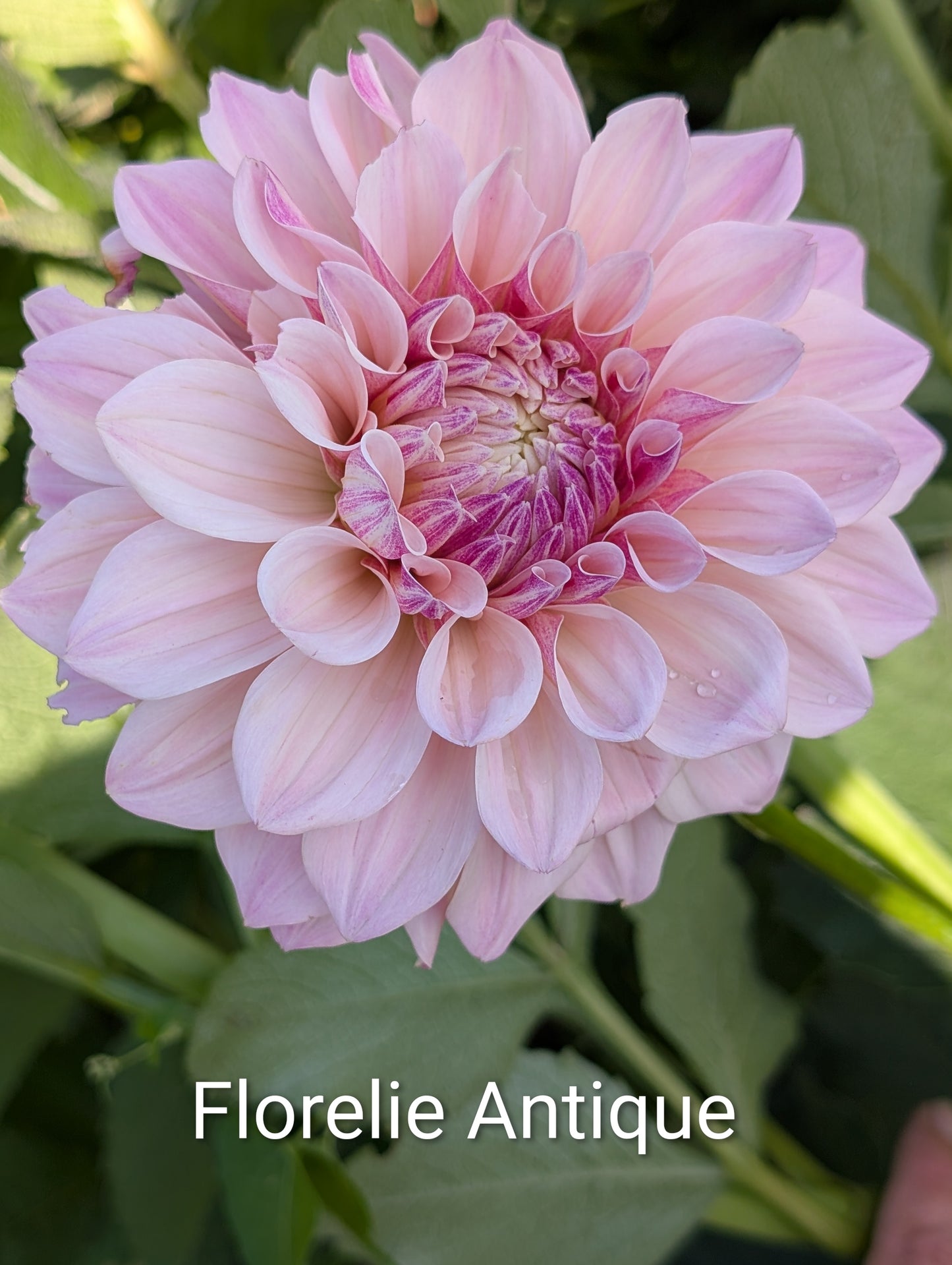 Florelie Antique dahlia tuber