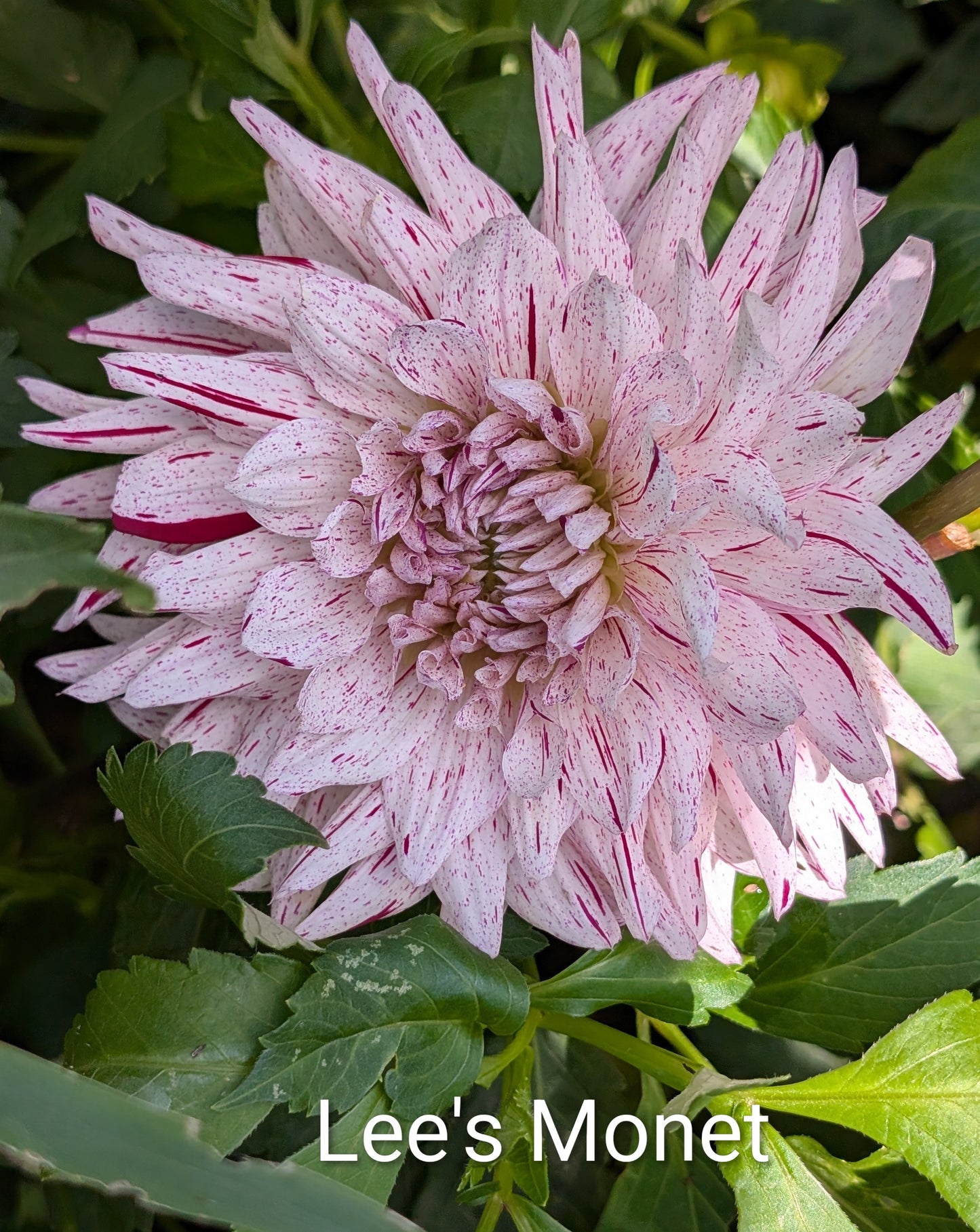 Lee's Monet dahlia tuber