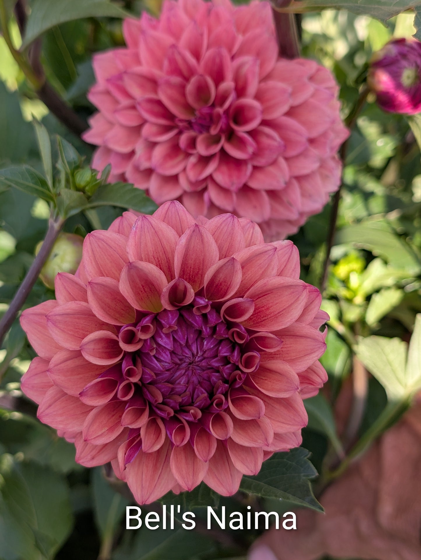 Bell's Naima dahlia tuber