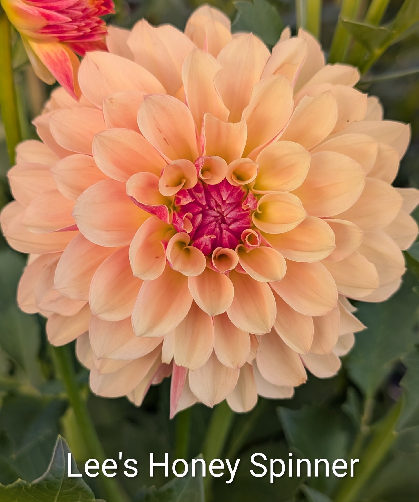Lee's Honey Spinner dahlia tuber