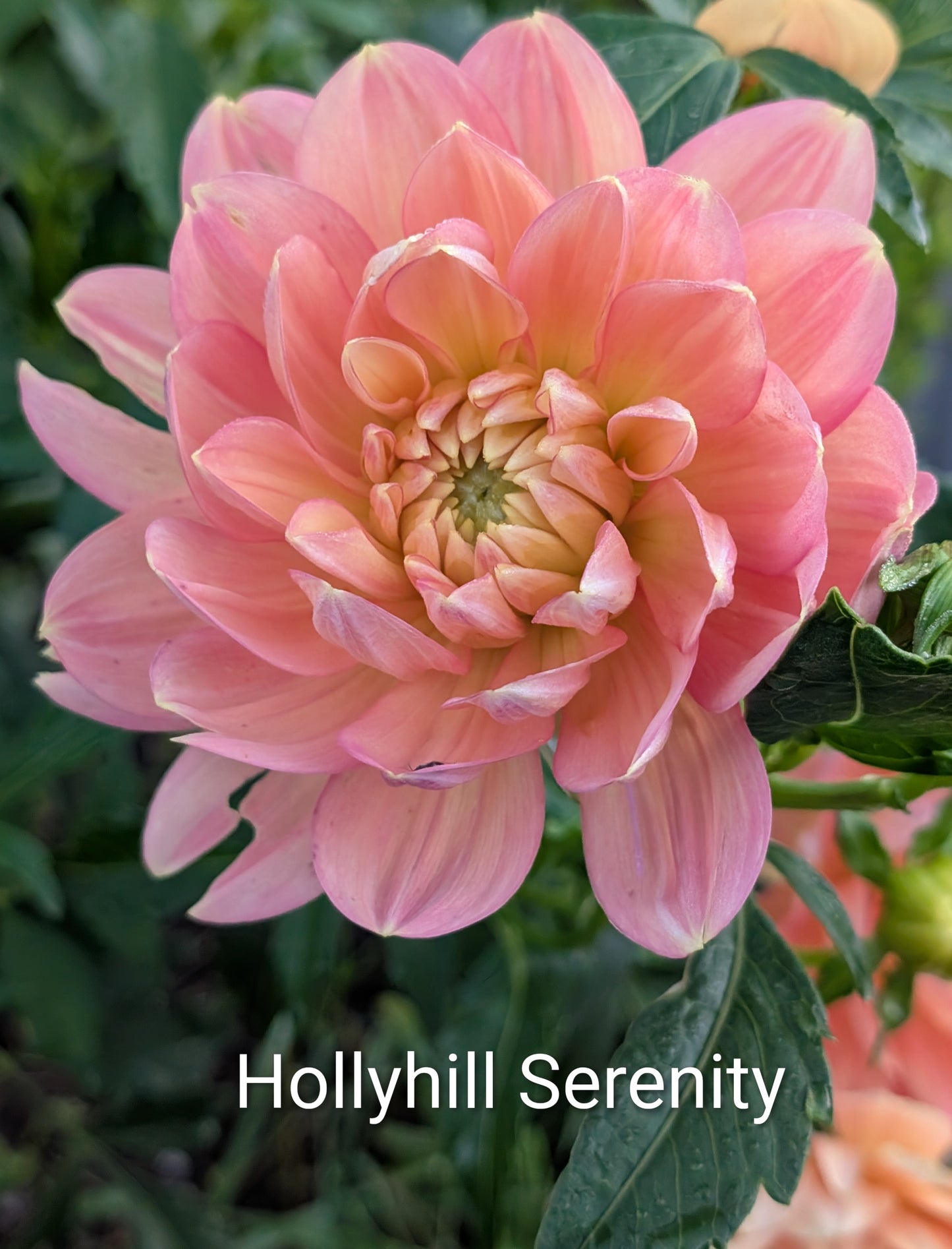 Hollyhill Serenity dahlia tuber