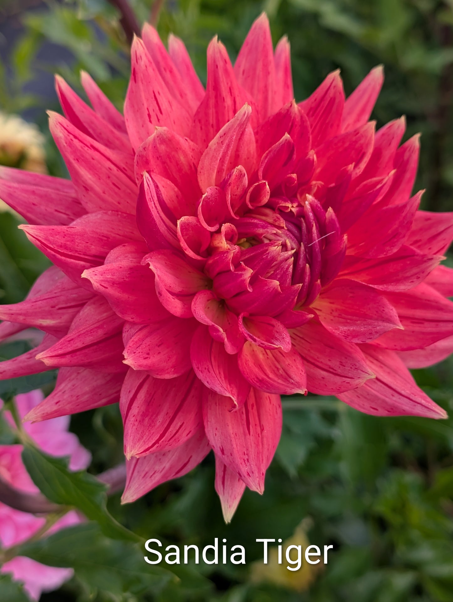 Sandia Tiger dahlia tuber