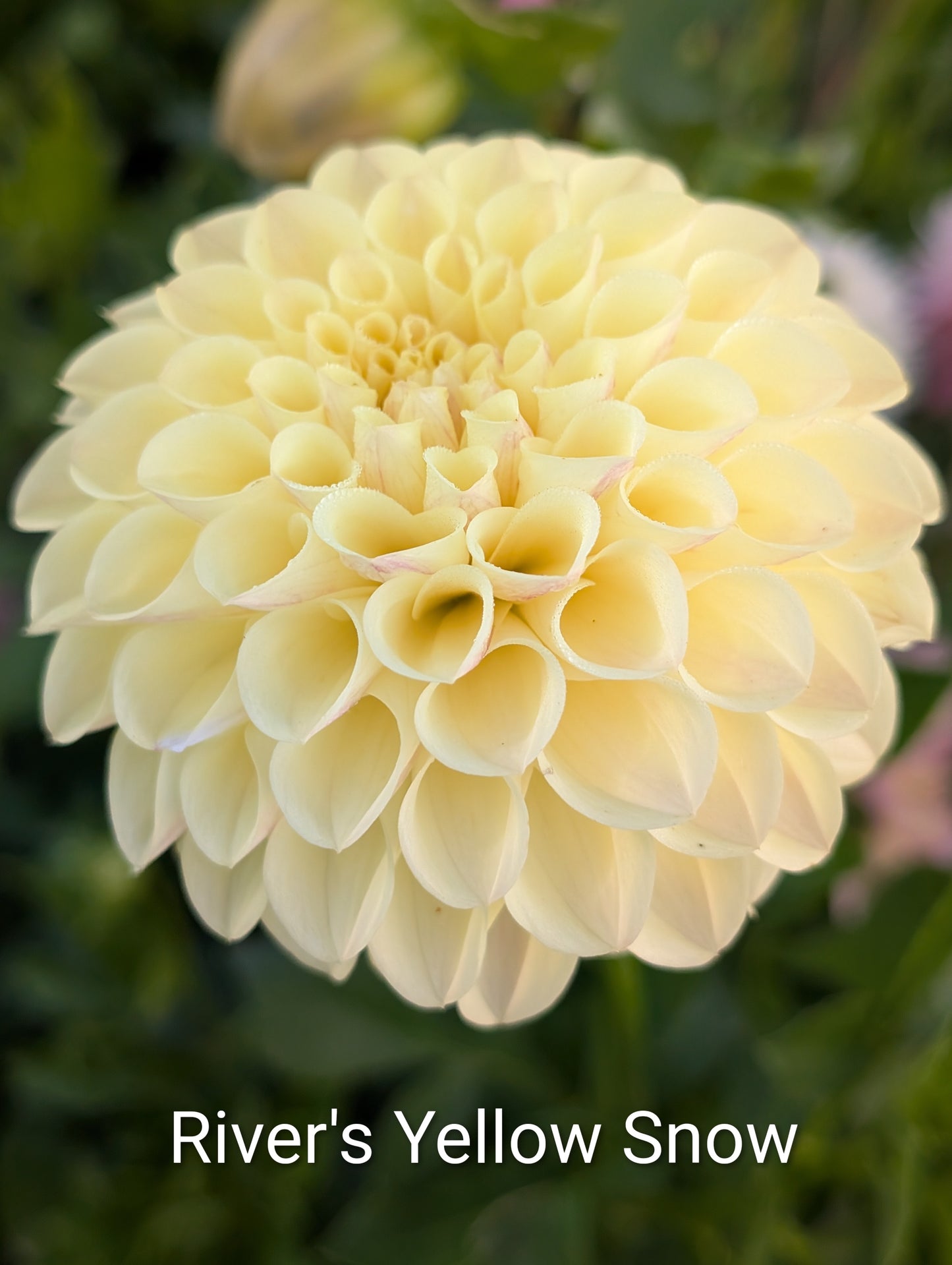 River's Yellow Snow dahlia tuber