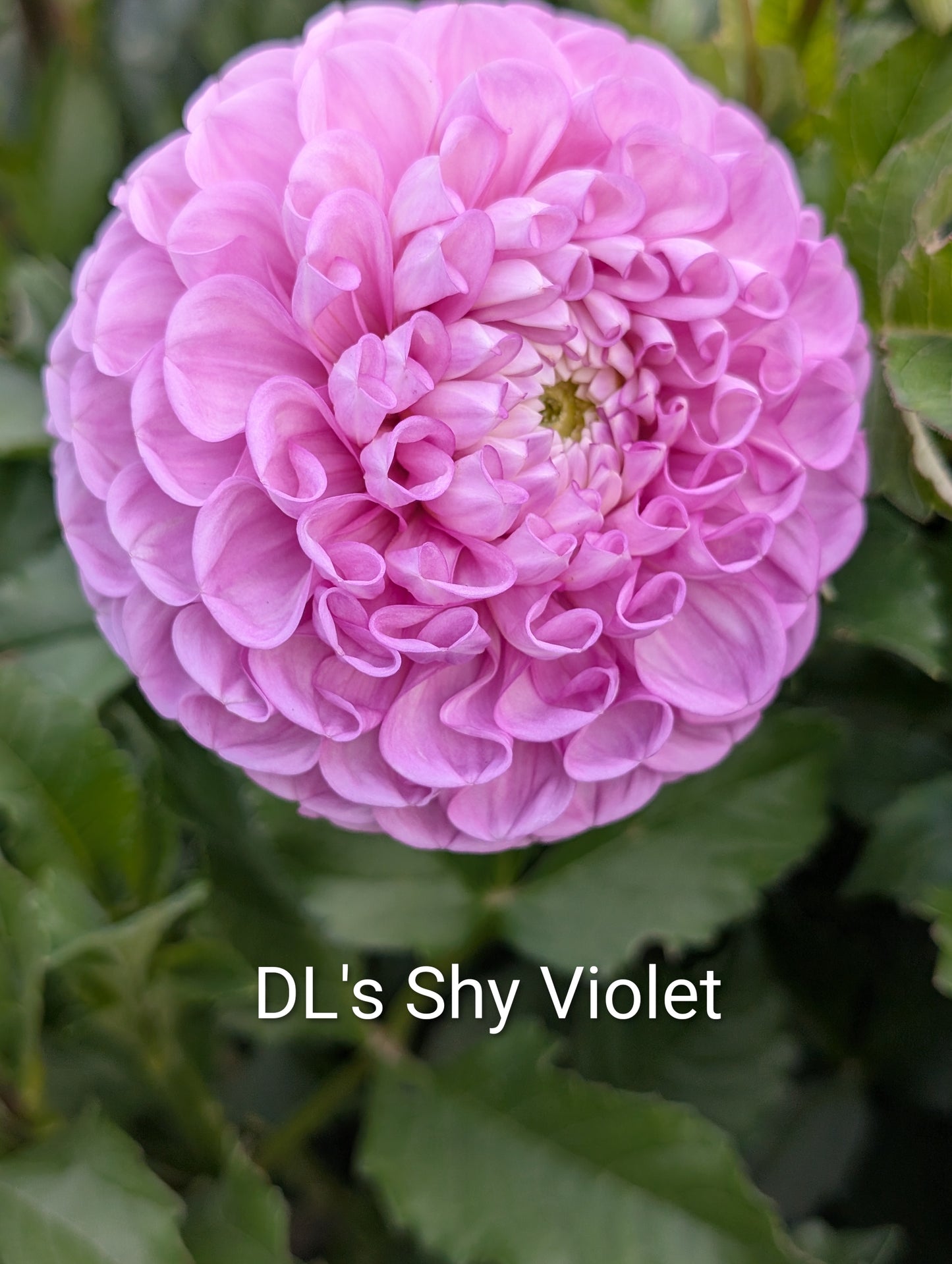 DL's Shy Violet dahlia tuber