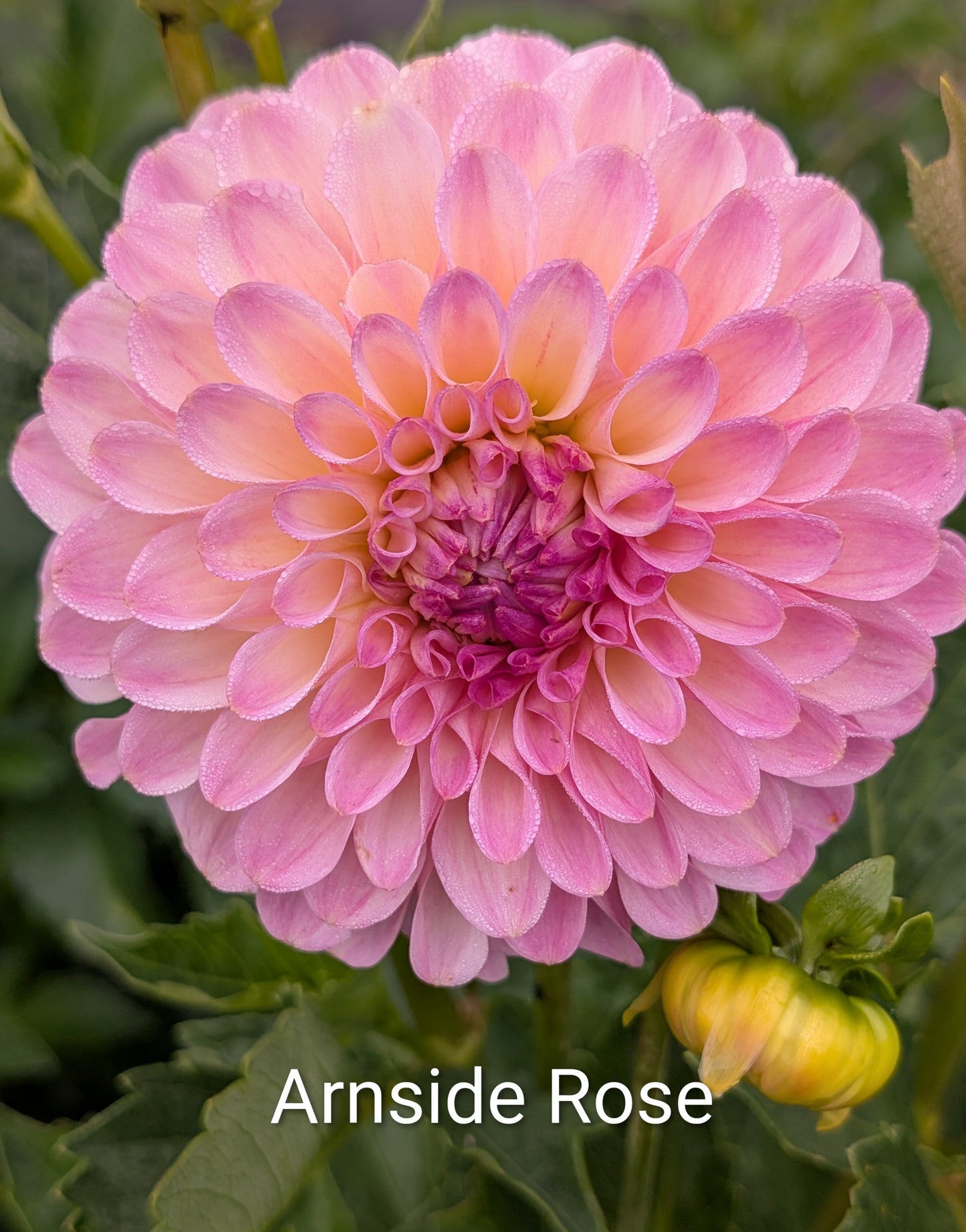 Arnside Rose dahlia tuber