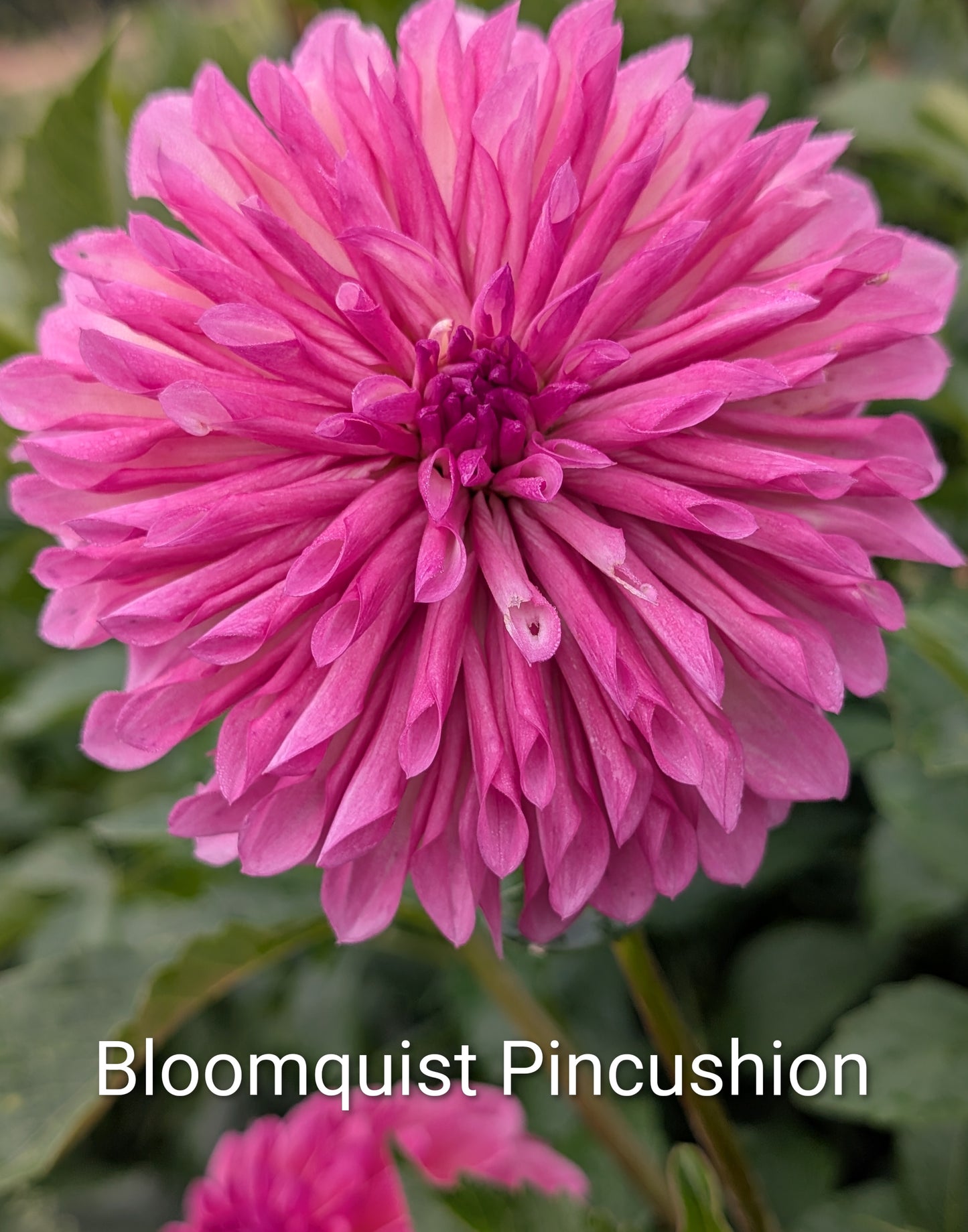 Bloomquist Pincushion dahlia tuber