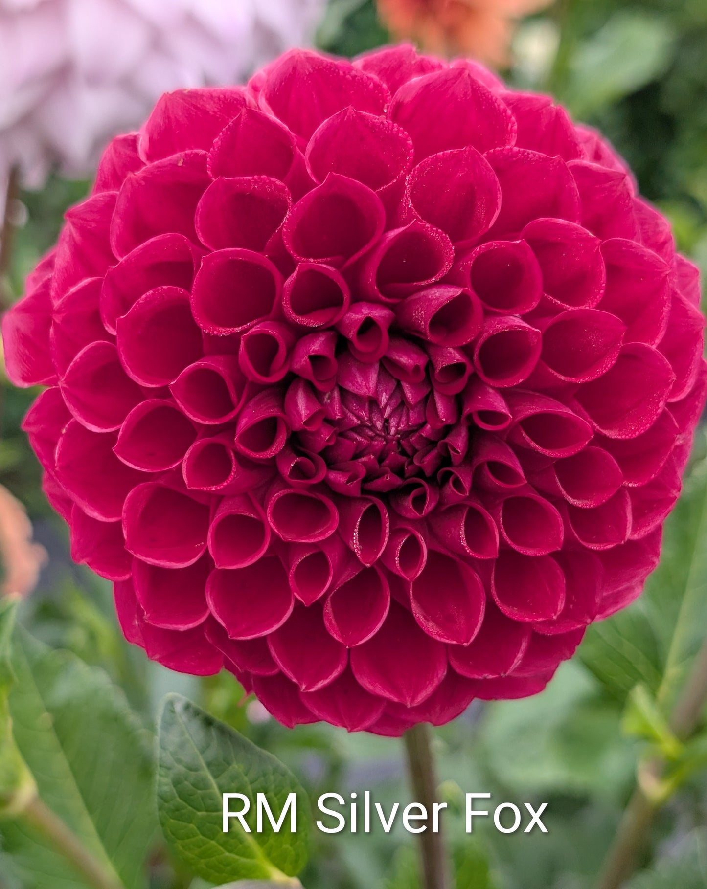 RM Silver Fox dahlia tuber
