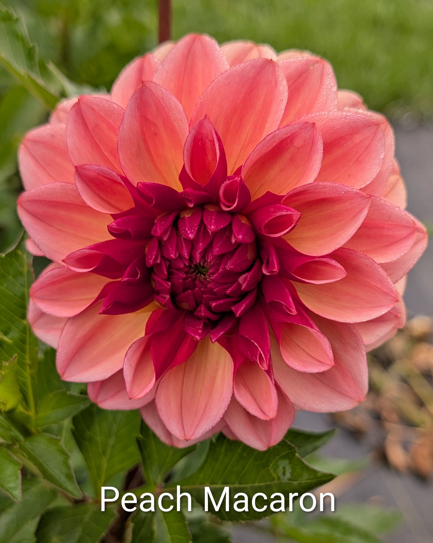 Peach Macaron dahlia tuber