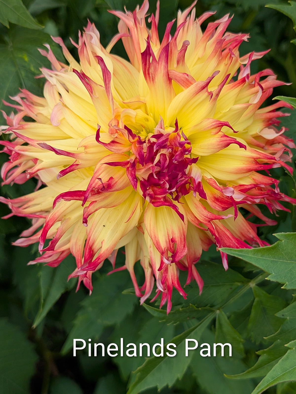 Pinelands Pam dahlia tuber
