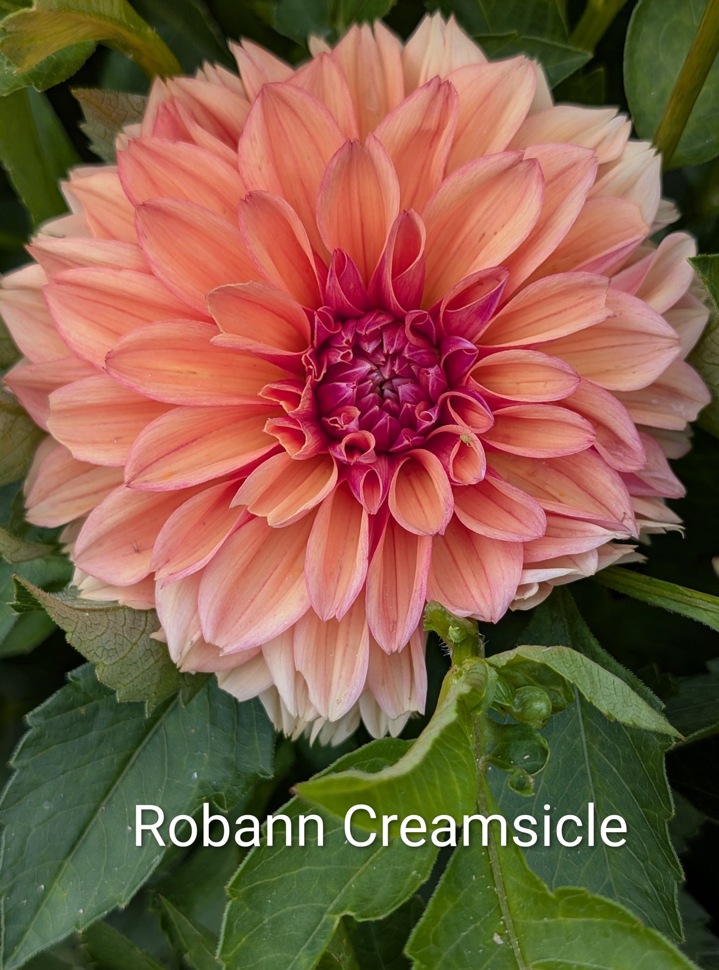 Robann Creamsicle dahlia tuber