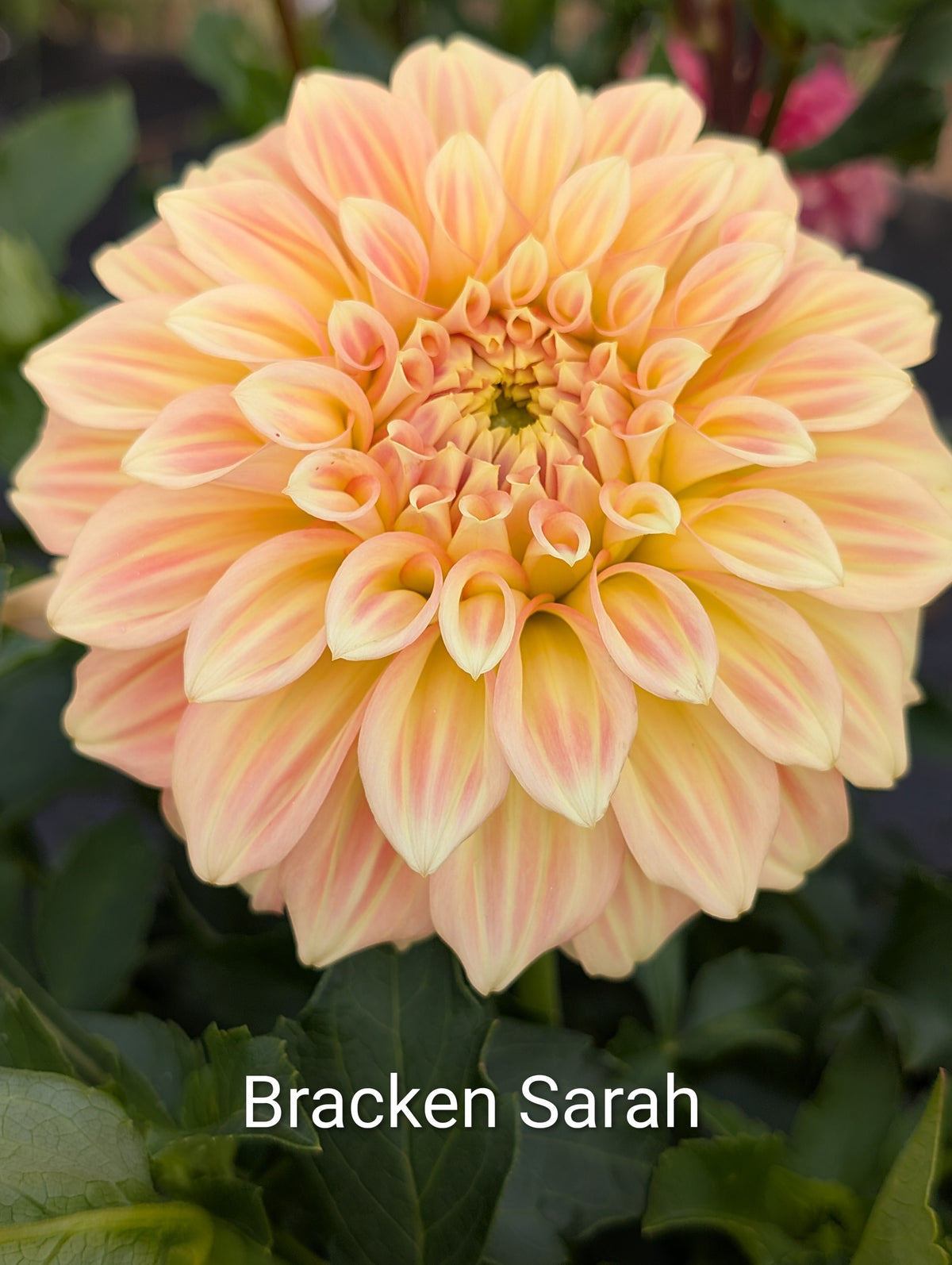Bracken Sarah dahlia tuber