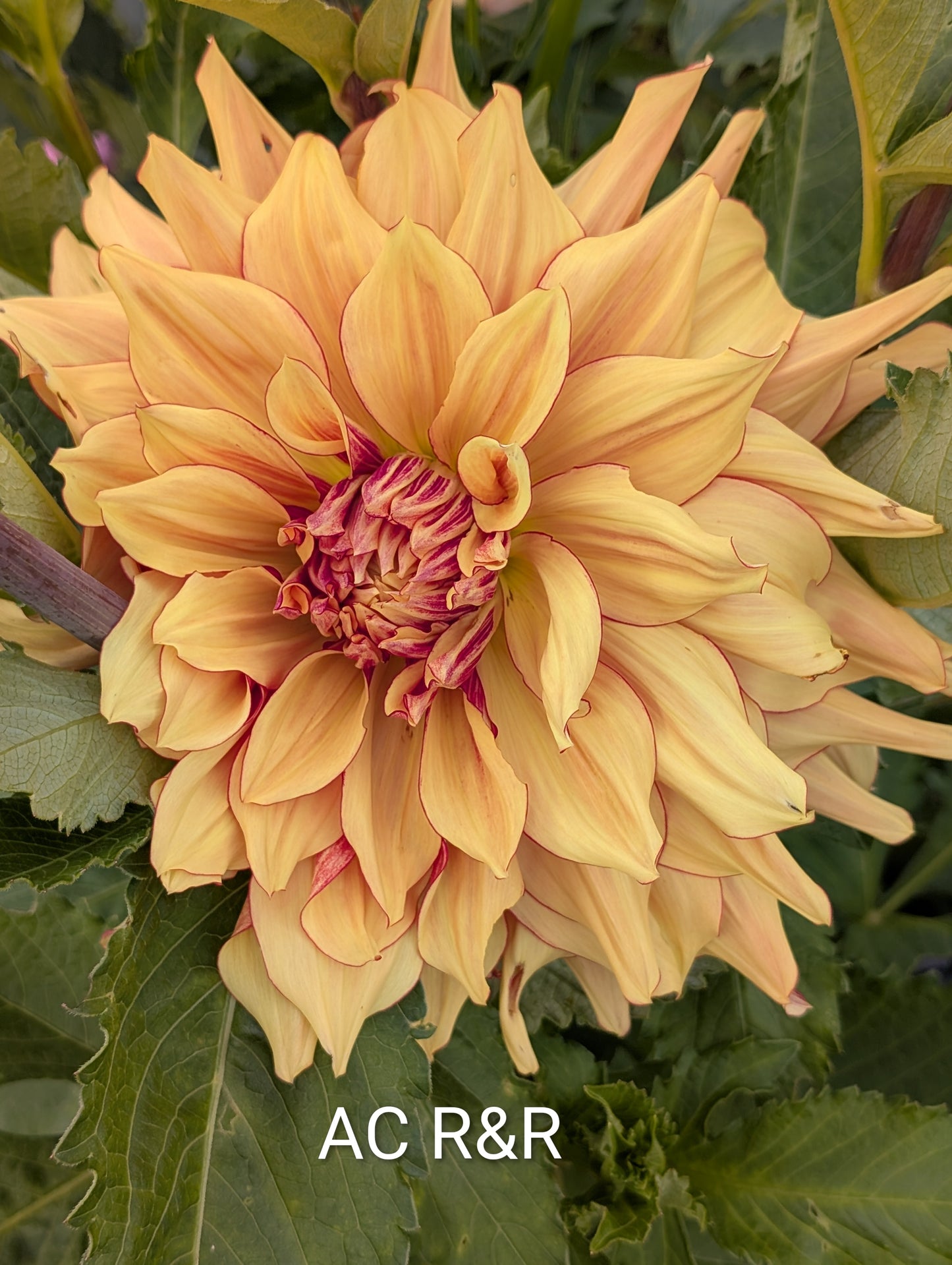 AC R&R dahlia tuber