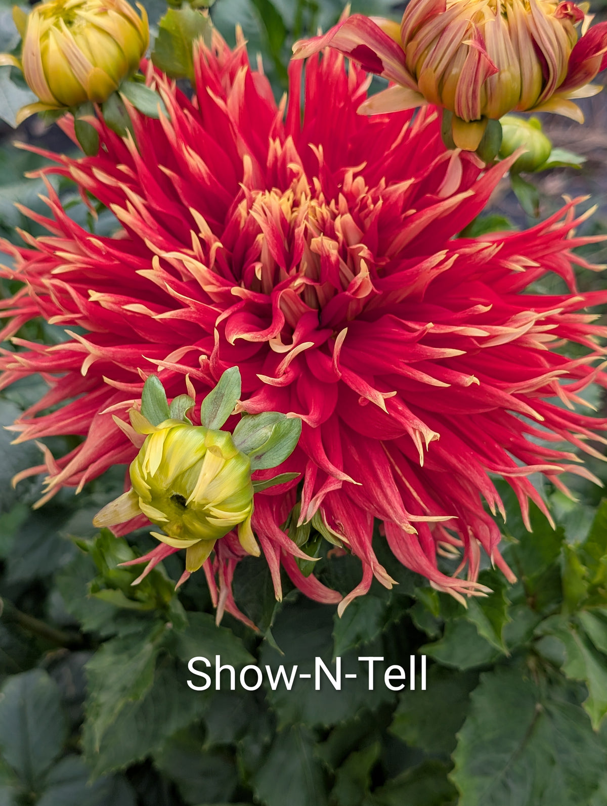 Show 'N' Tell dahlia tuber