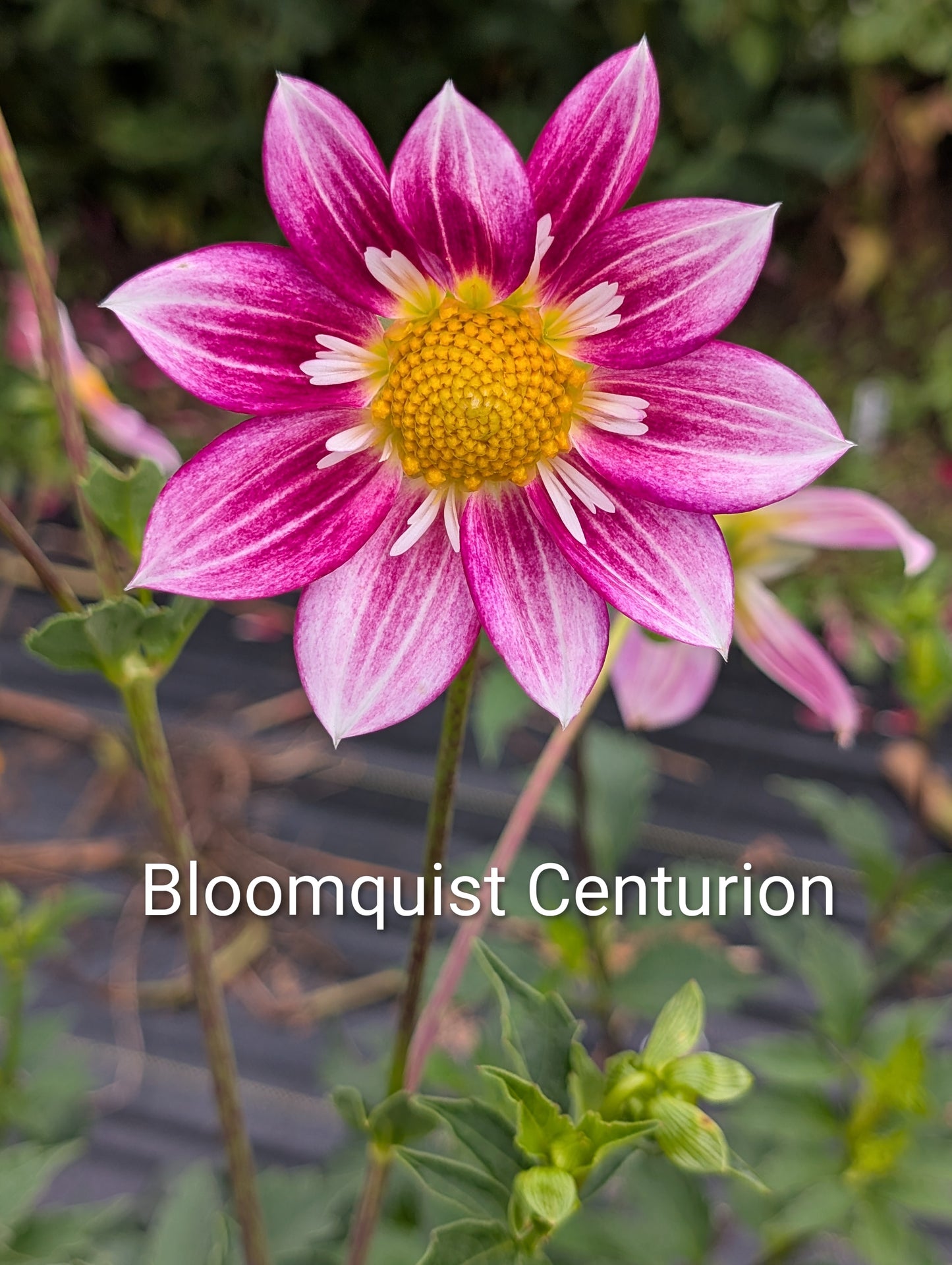 Bloomquist Centurion dahlia tuber