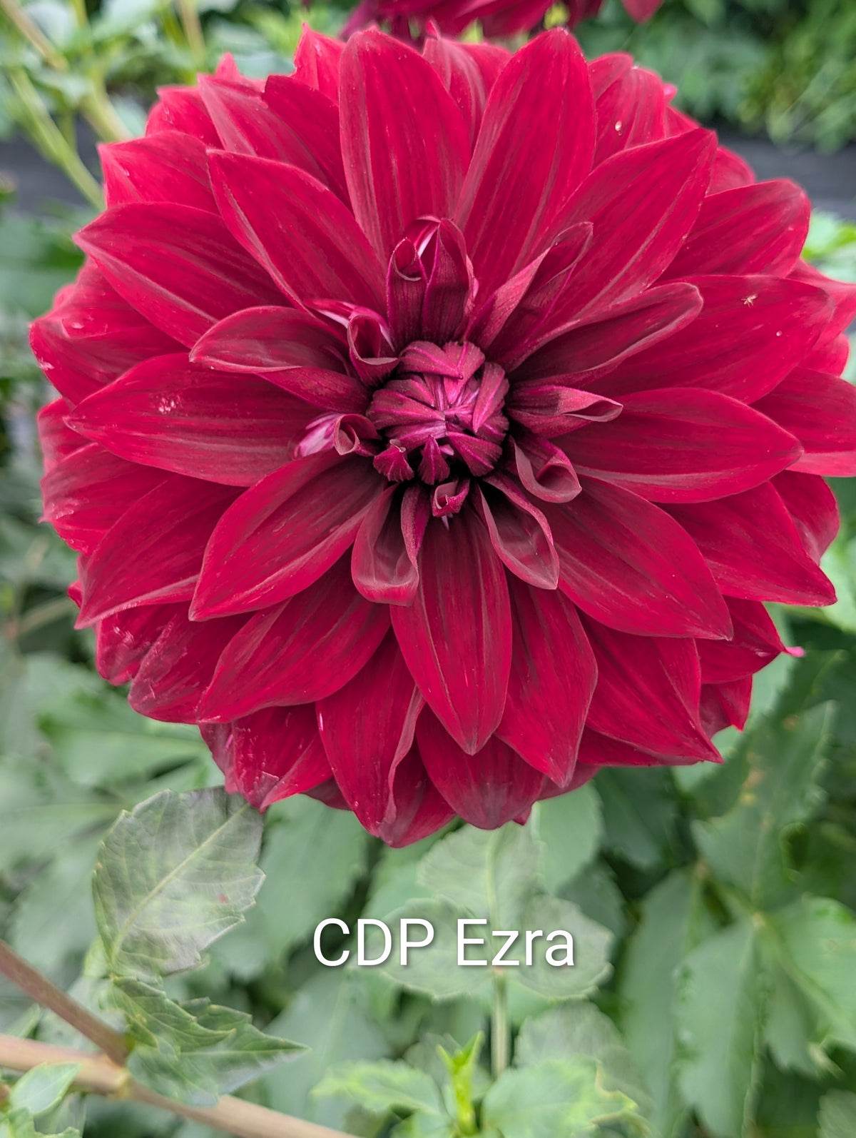 CDP Ezra
