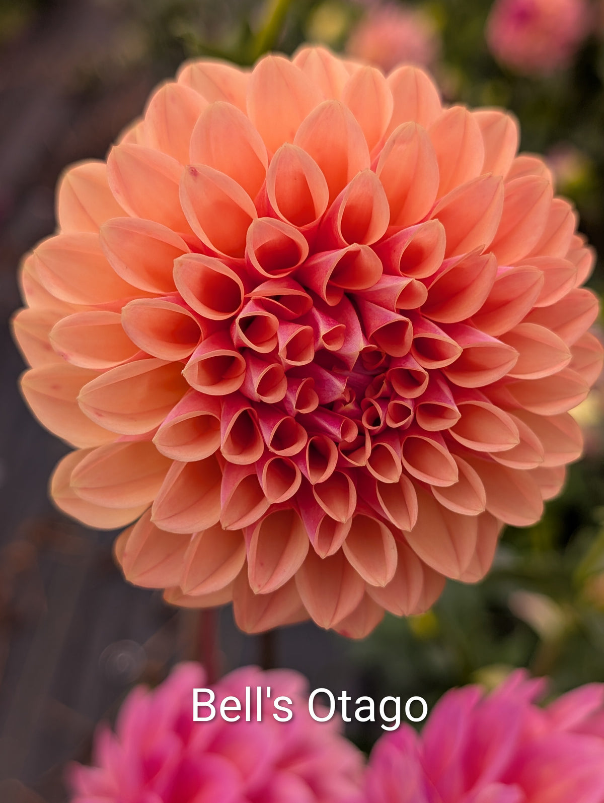 Bell's Otago dahlia tuber