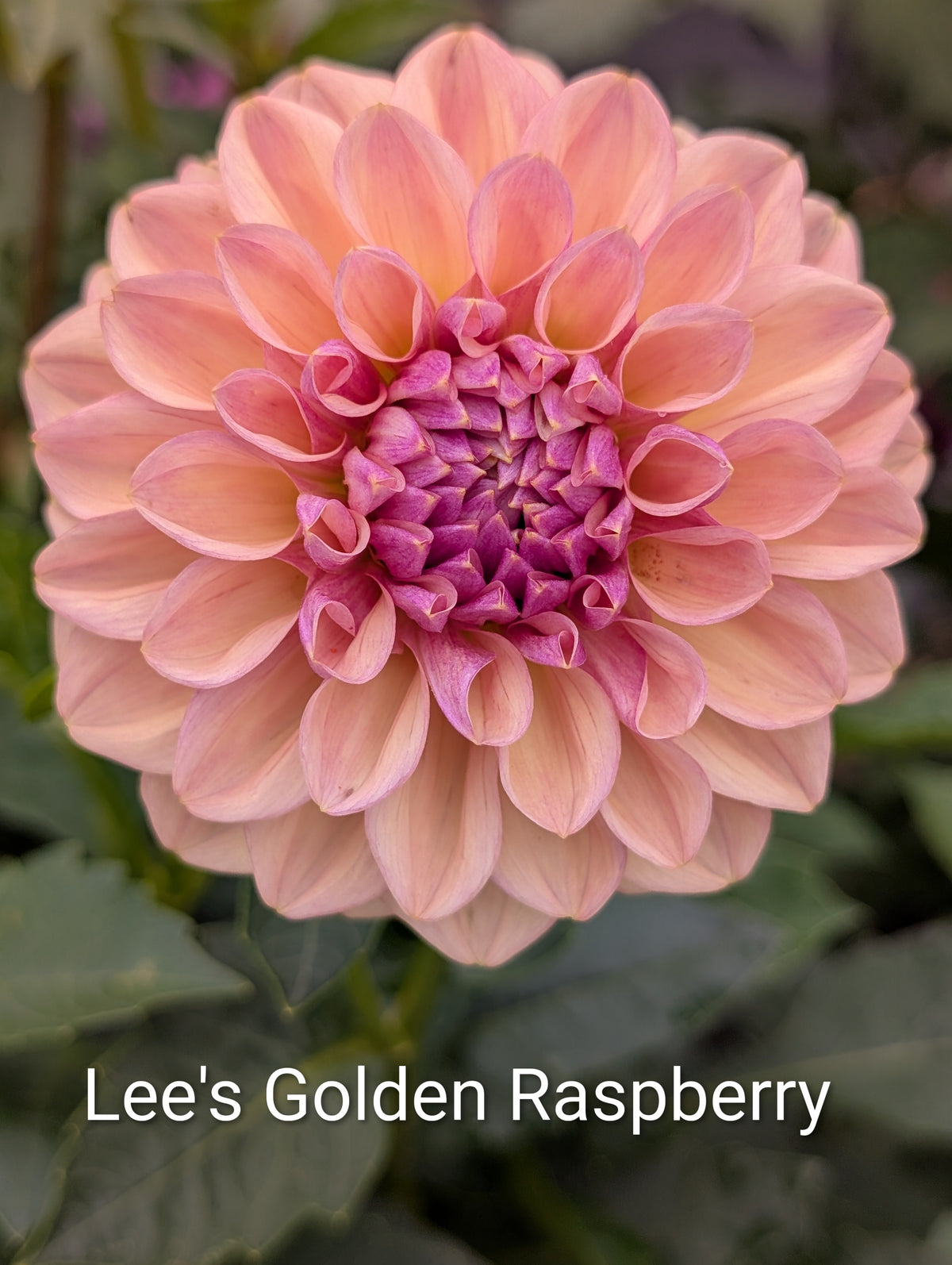 Lee's Golden Raspberry dahlia tuber