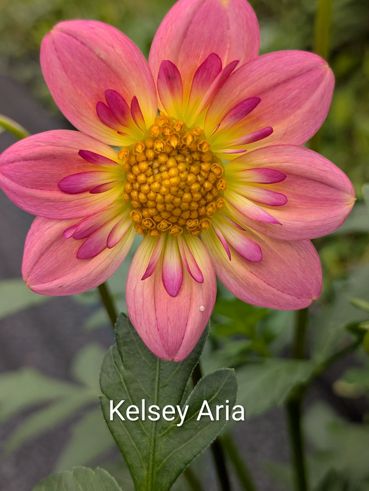 Kelsey Aria dahlia tuber
