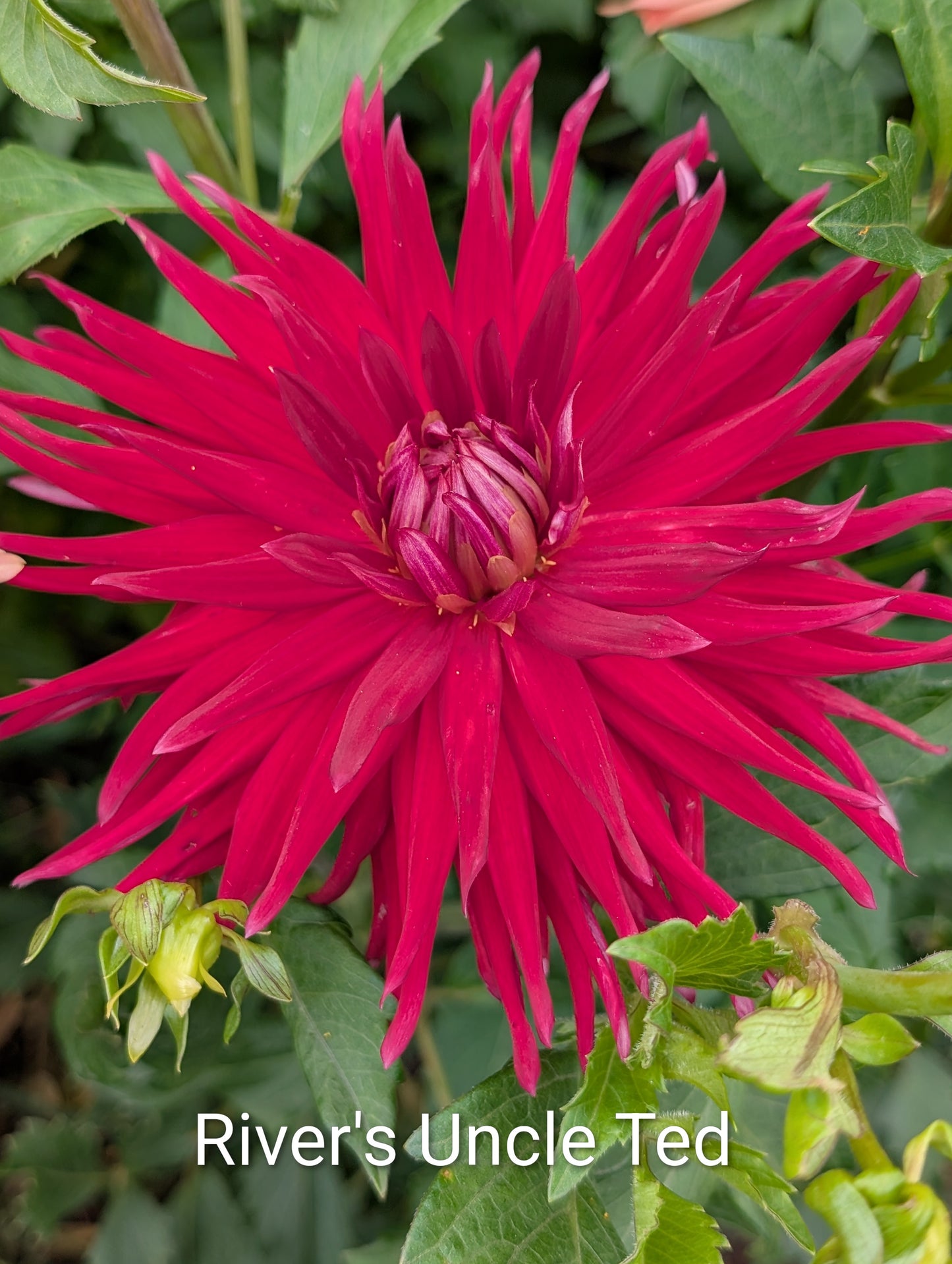 River's Uncle Ted dahlia tuber