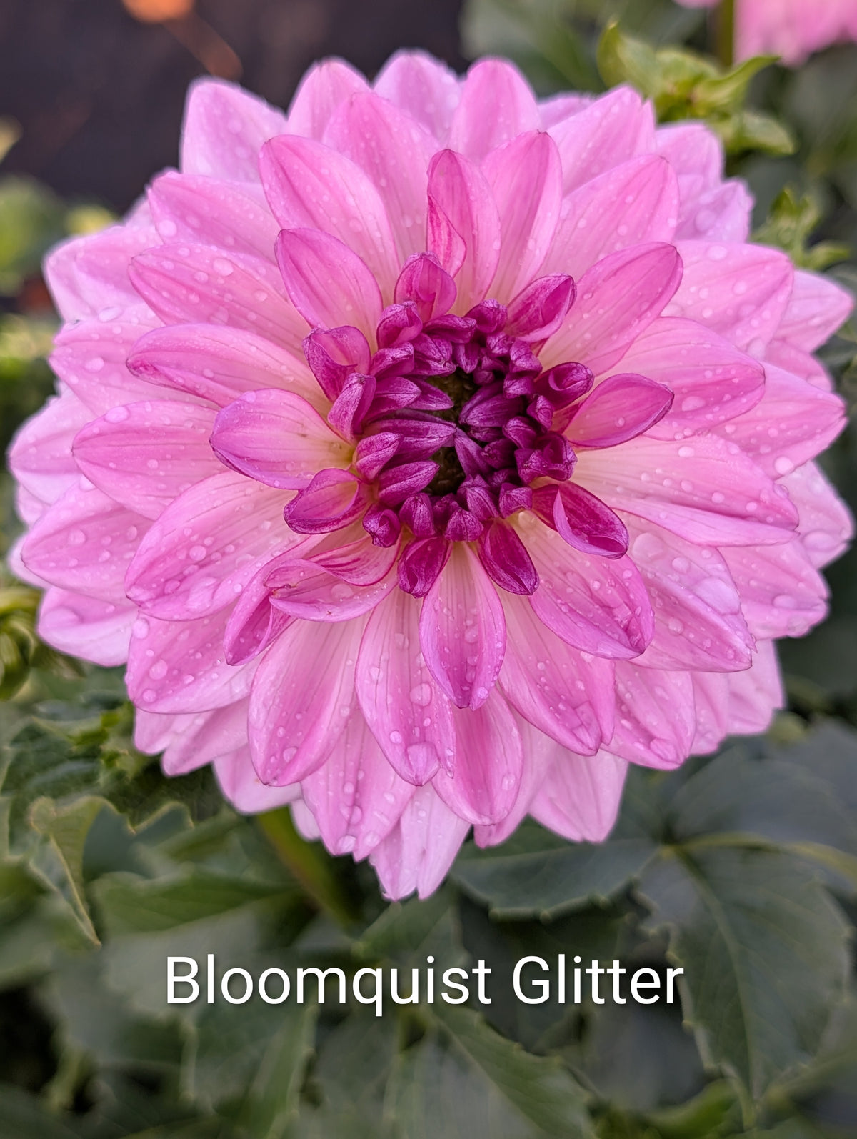 Bloomquist Glitter dahlia tuber