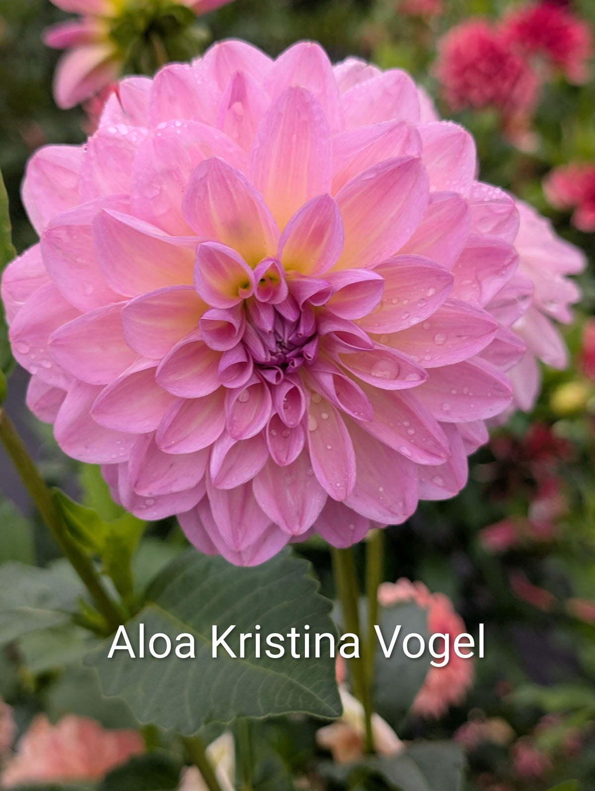 Aloa Kristina Vogel dahlia tuber