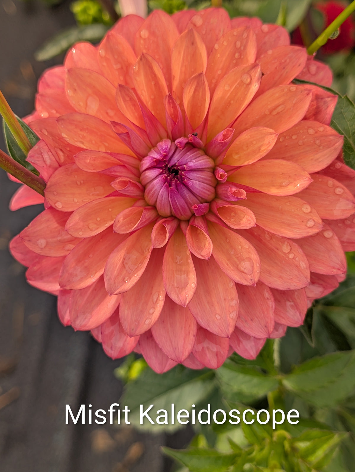Misfit Kaleidoscope dahlia tuber