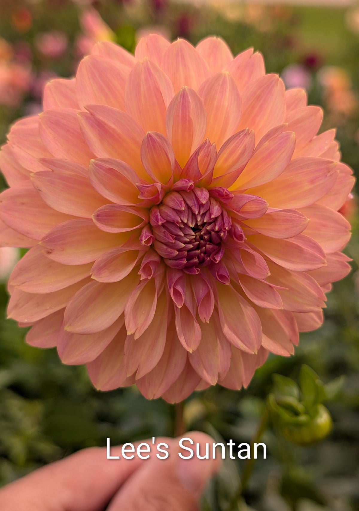 Lee's Suntan dahlia tuber