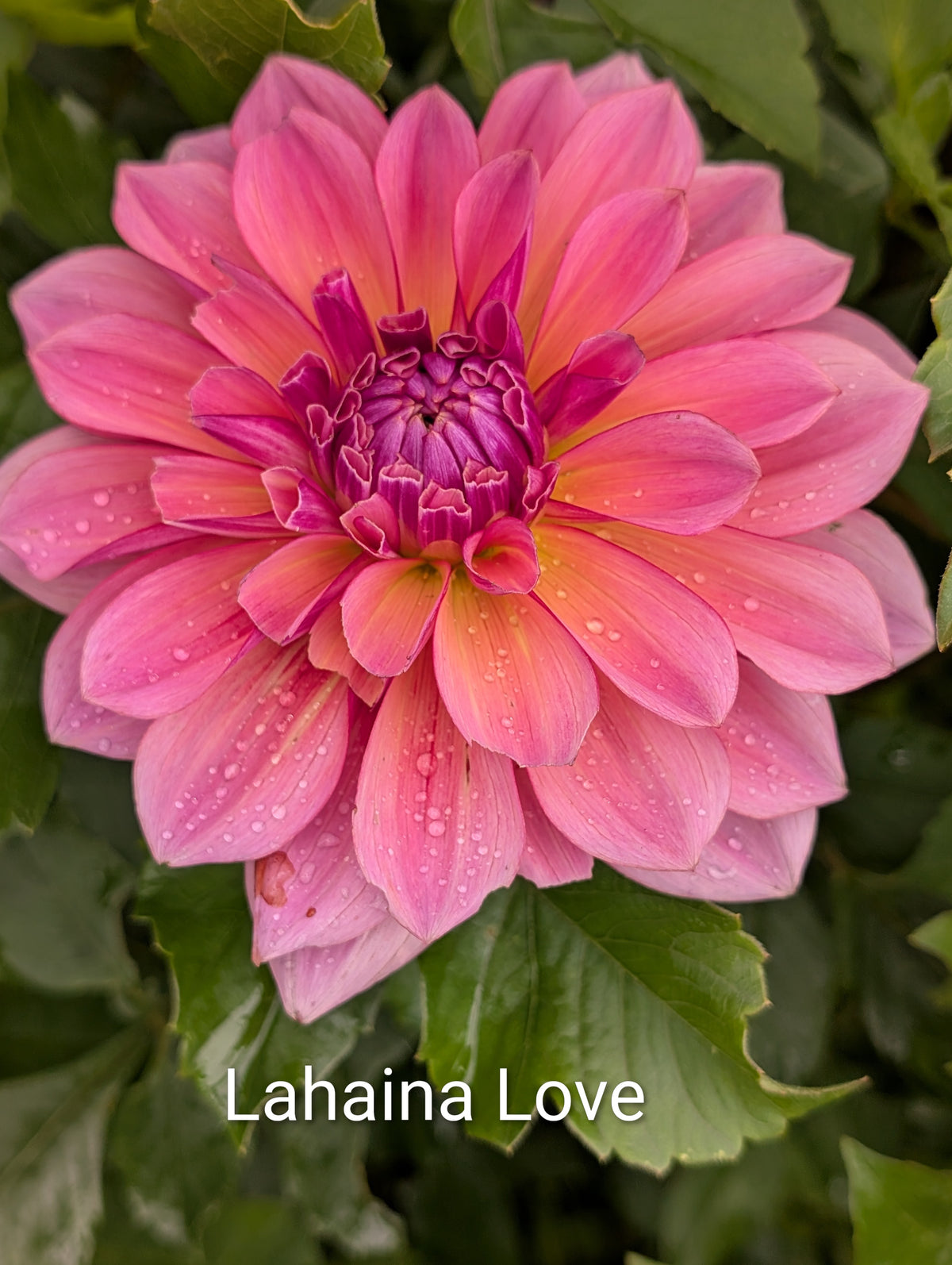 Lahaina Love dahlia tuber
