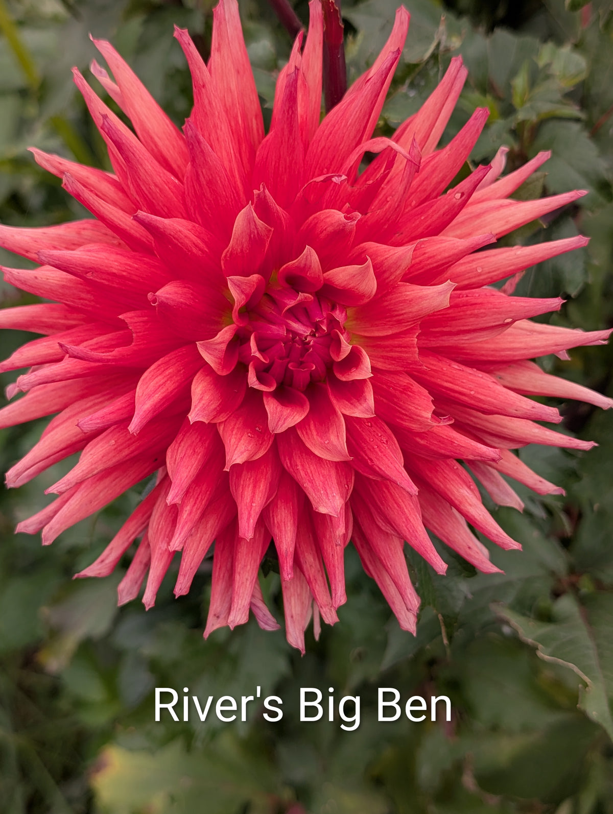 River's Big Ben dahlia tuber