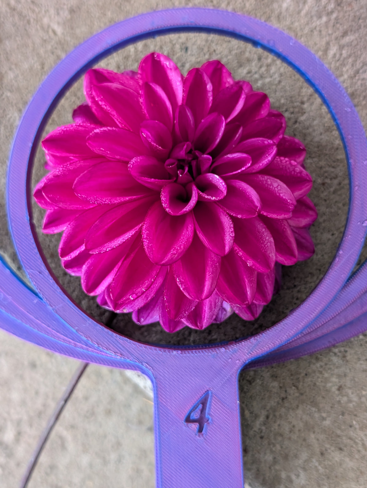 WRA Bazinga dahlia tuber