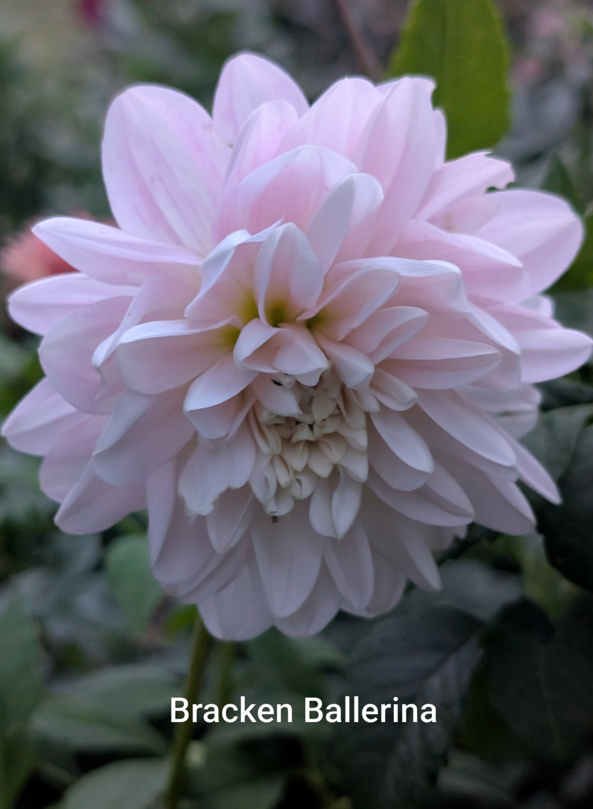 Bracken Ballerina dahlia tuber