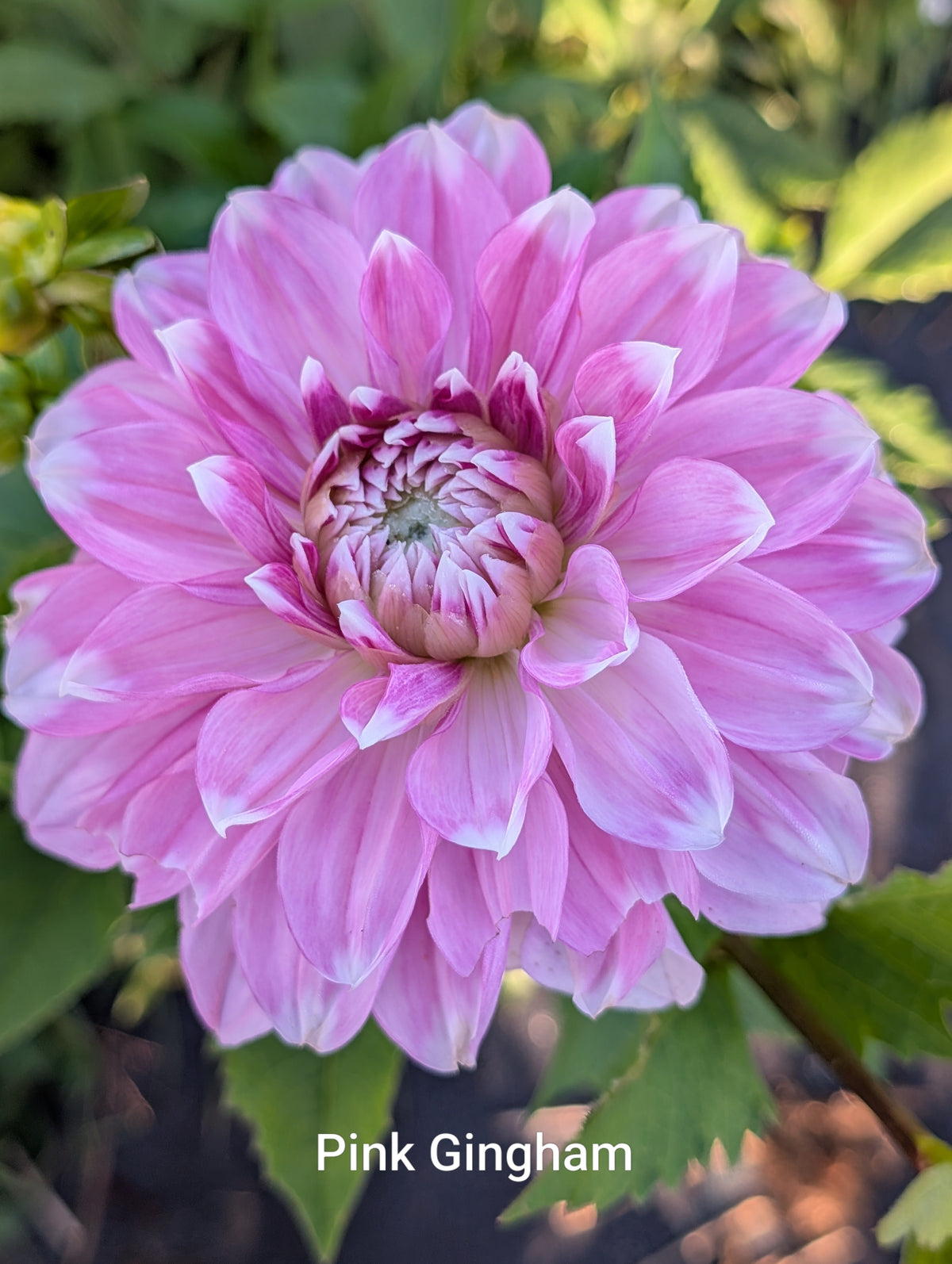 Pink Gingham dahlia tuber