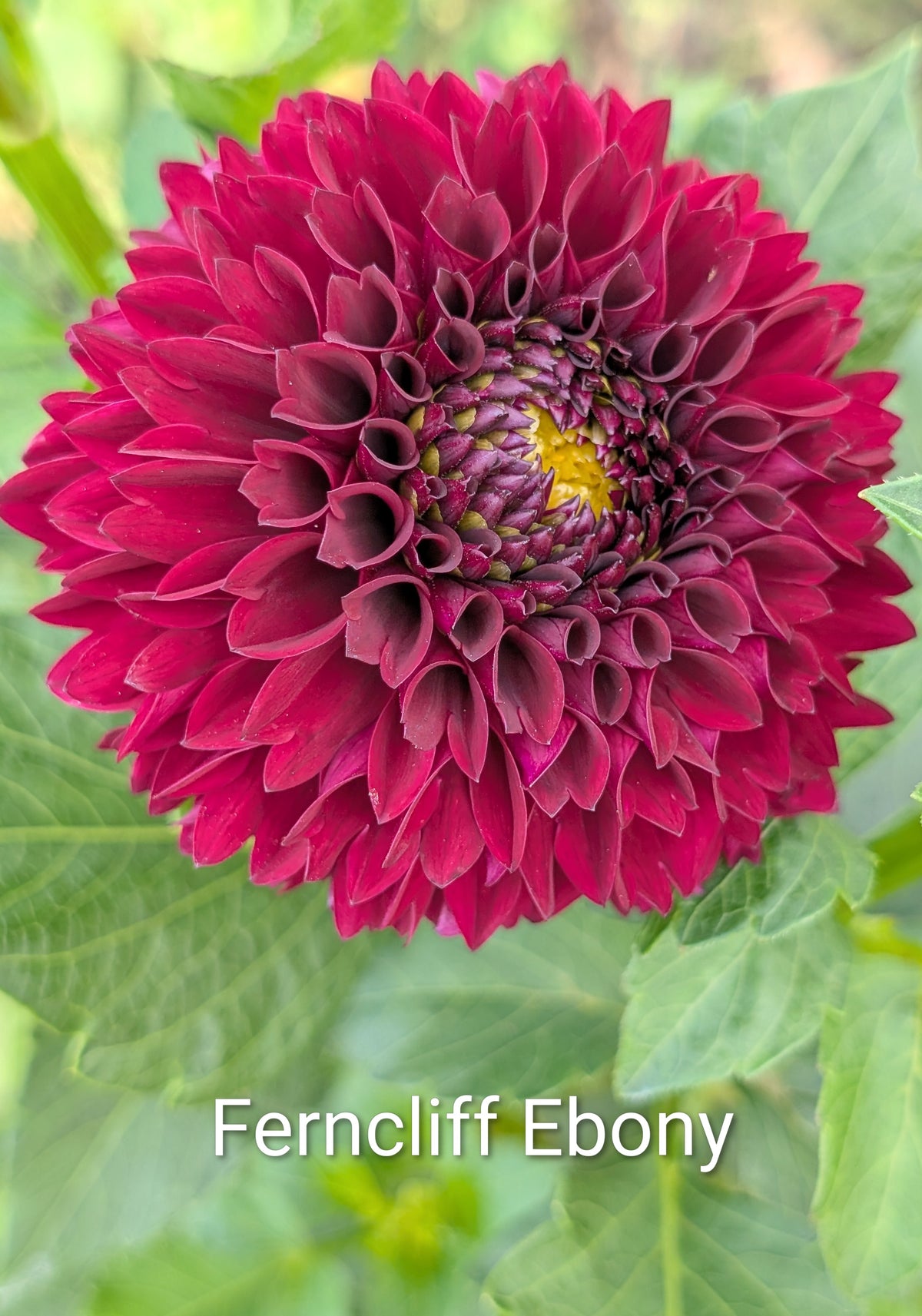 Ferncliff Ebony dahlia tuber