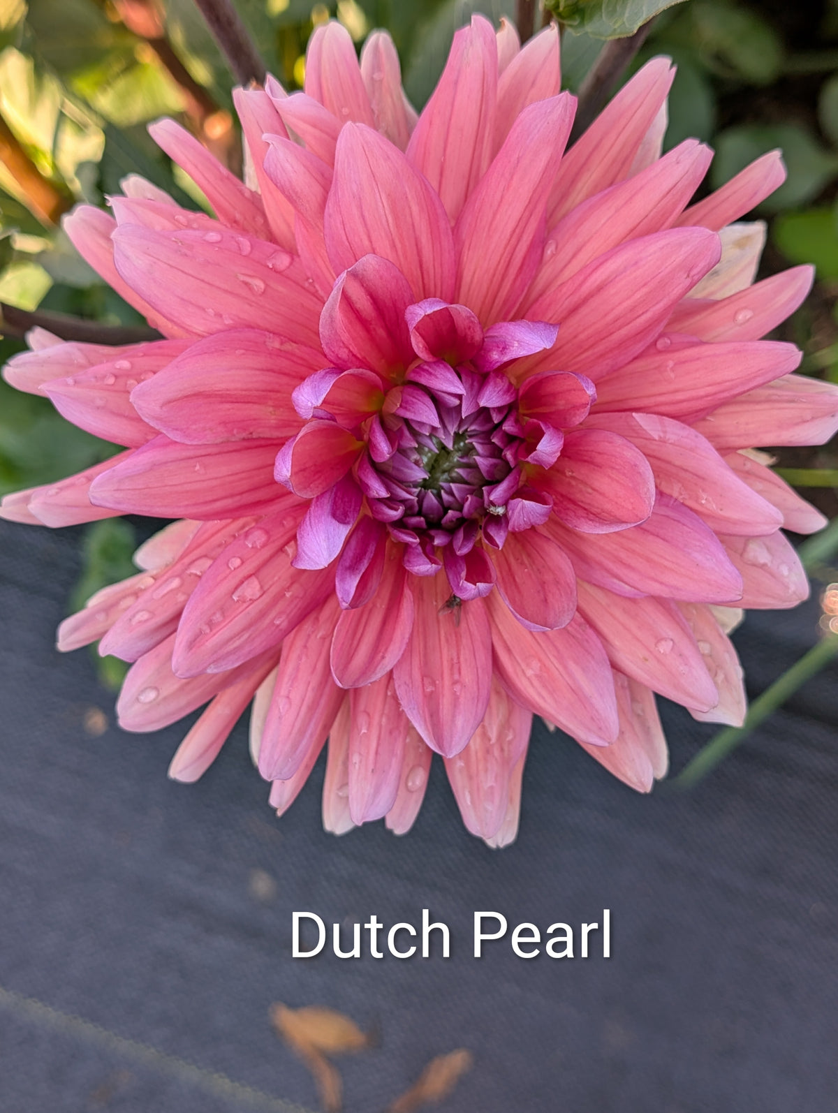Dutch Pearl dahlia tuber