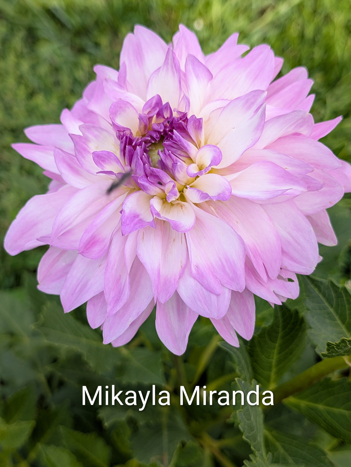 Mikayla Miranda dahlia tuber