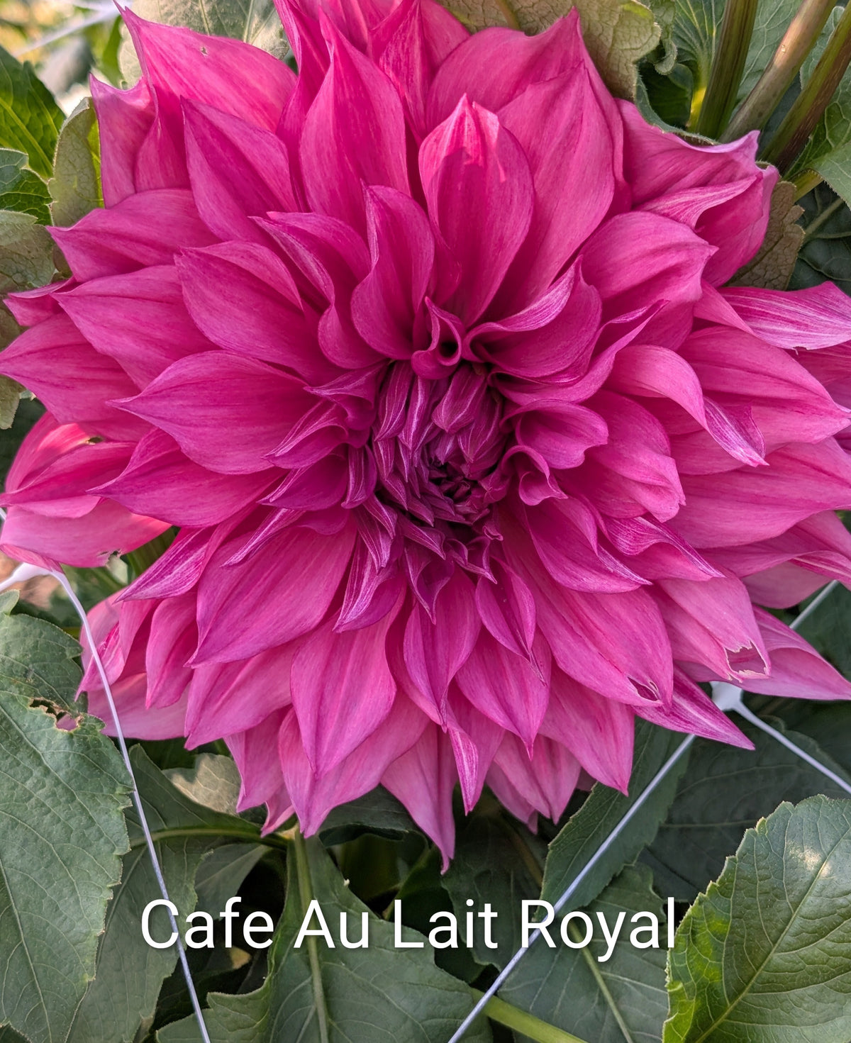Cafe Au Lait Royal dahlia tuber