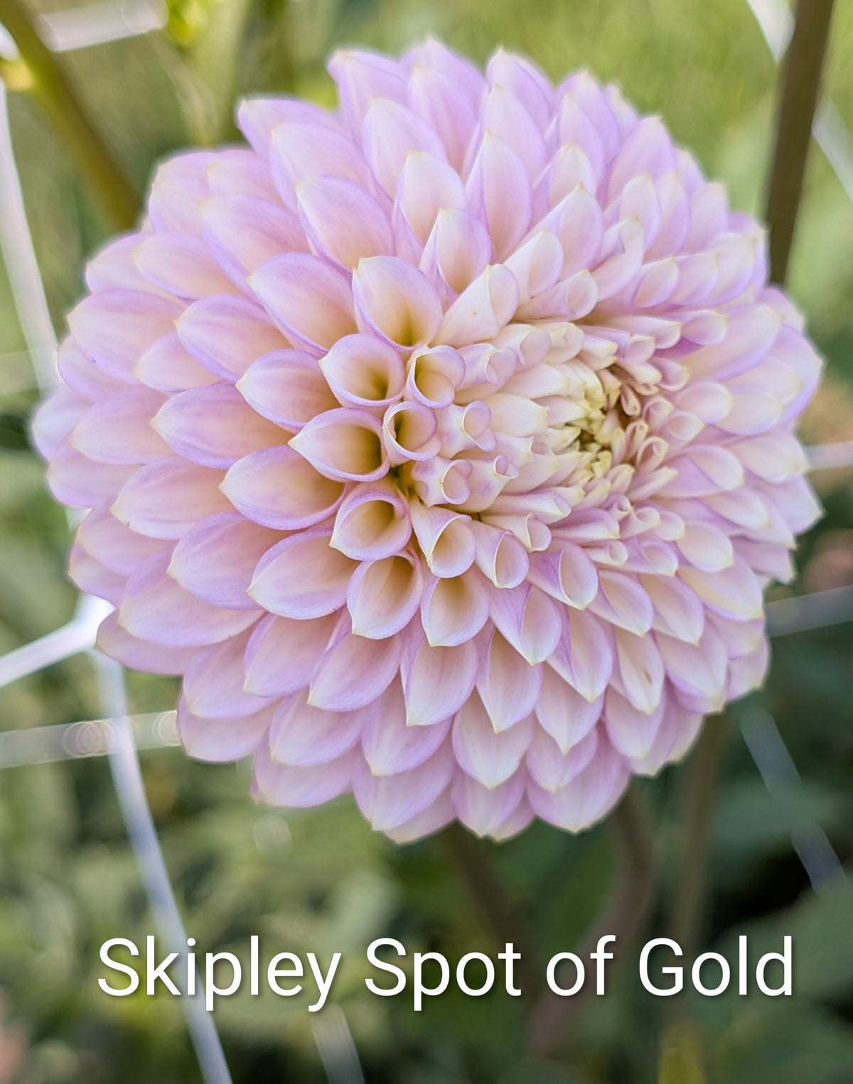 Skipley Spot of Gold dahlia tuber