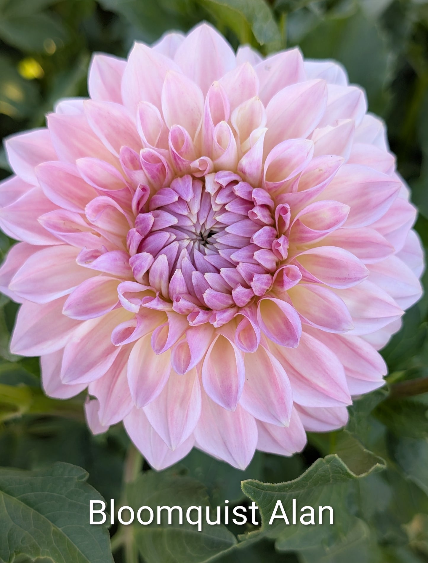 Bloomquist Alan dahlia tuber