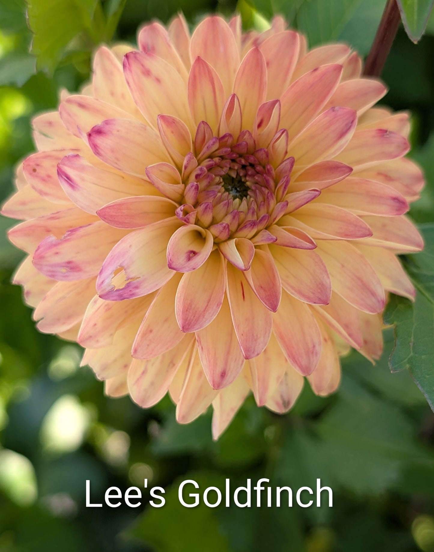 Lee's Goldfinch dahlia tuber